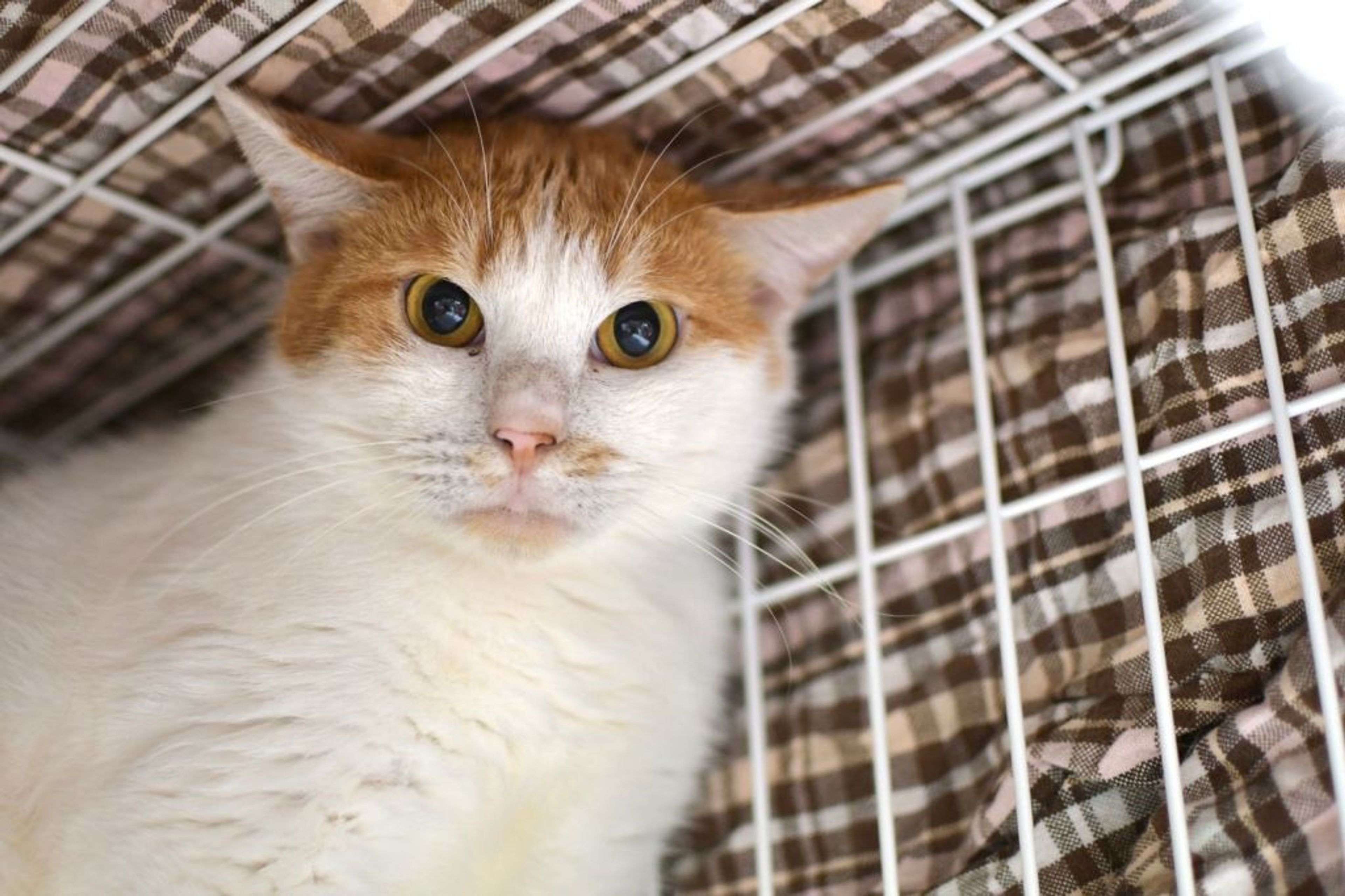 pet-image-10