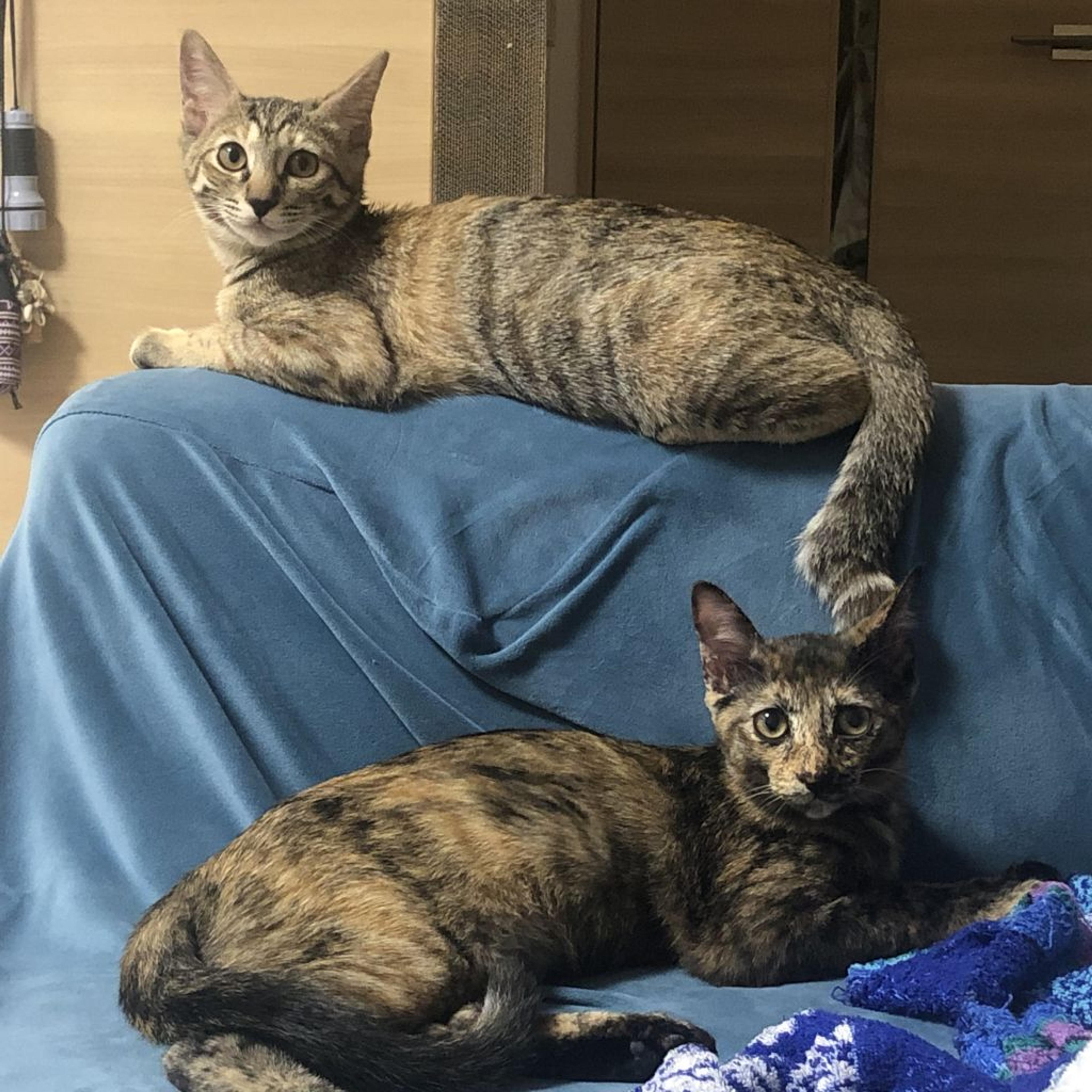 pet-image-2
