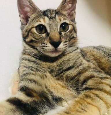 萩の写真