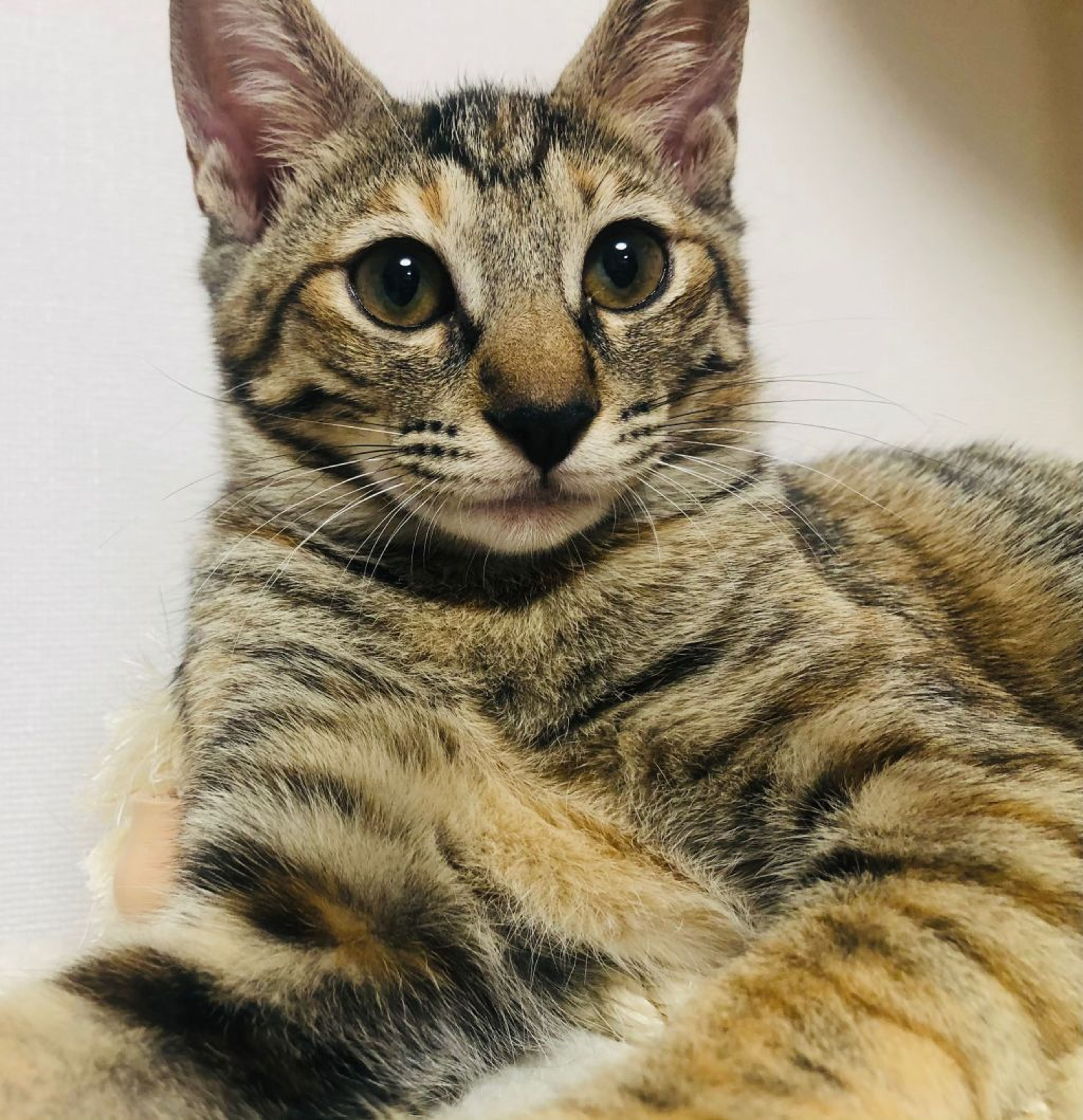 雑種（ミックス猫）・メスの里親募集の写真