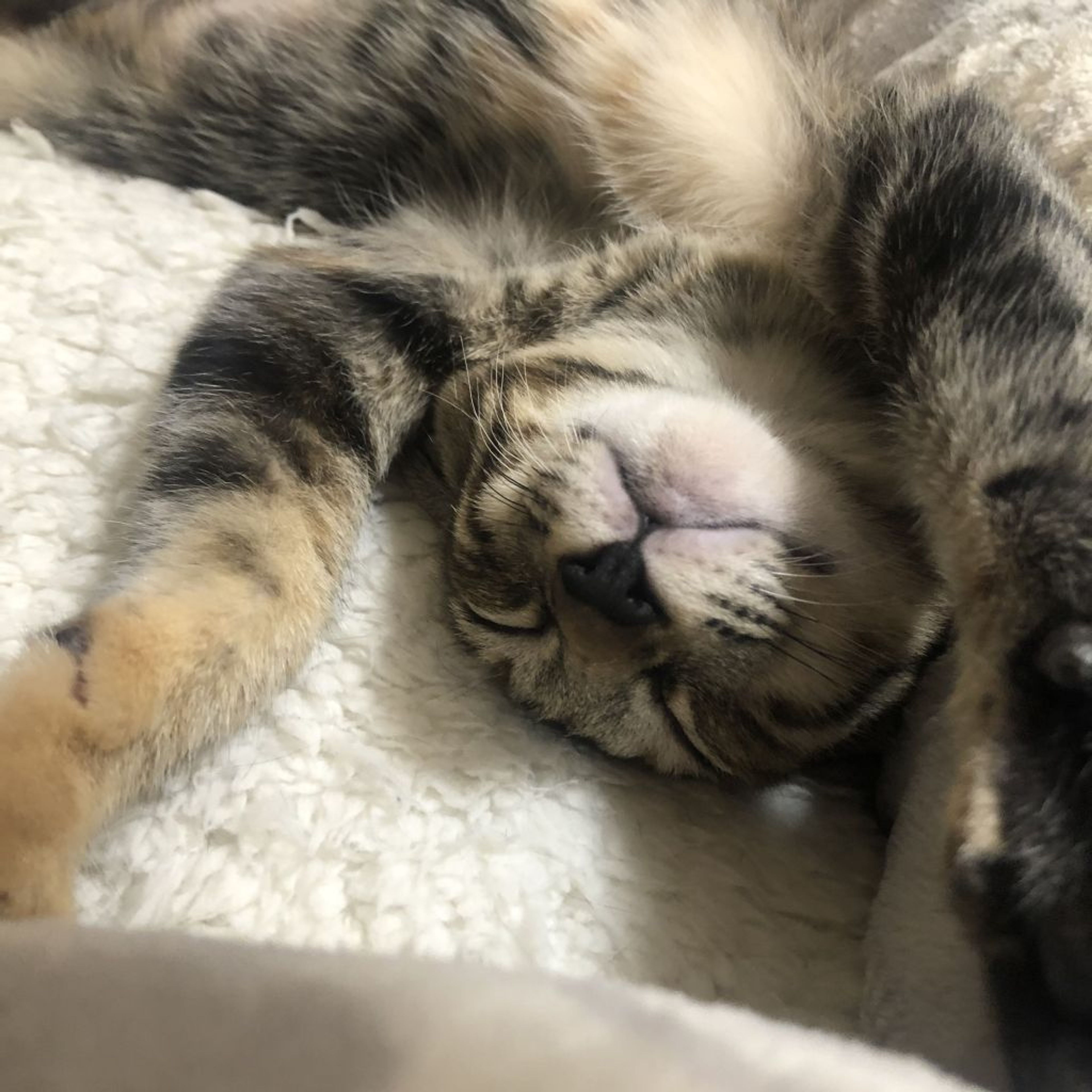 pet-image-6