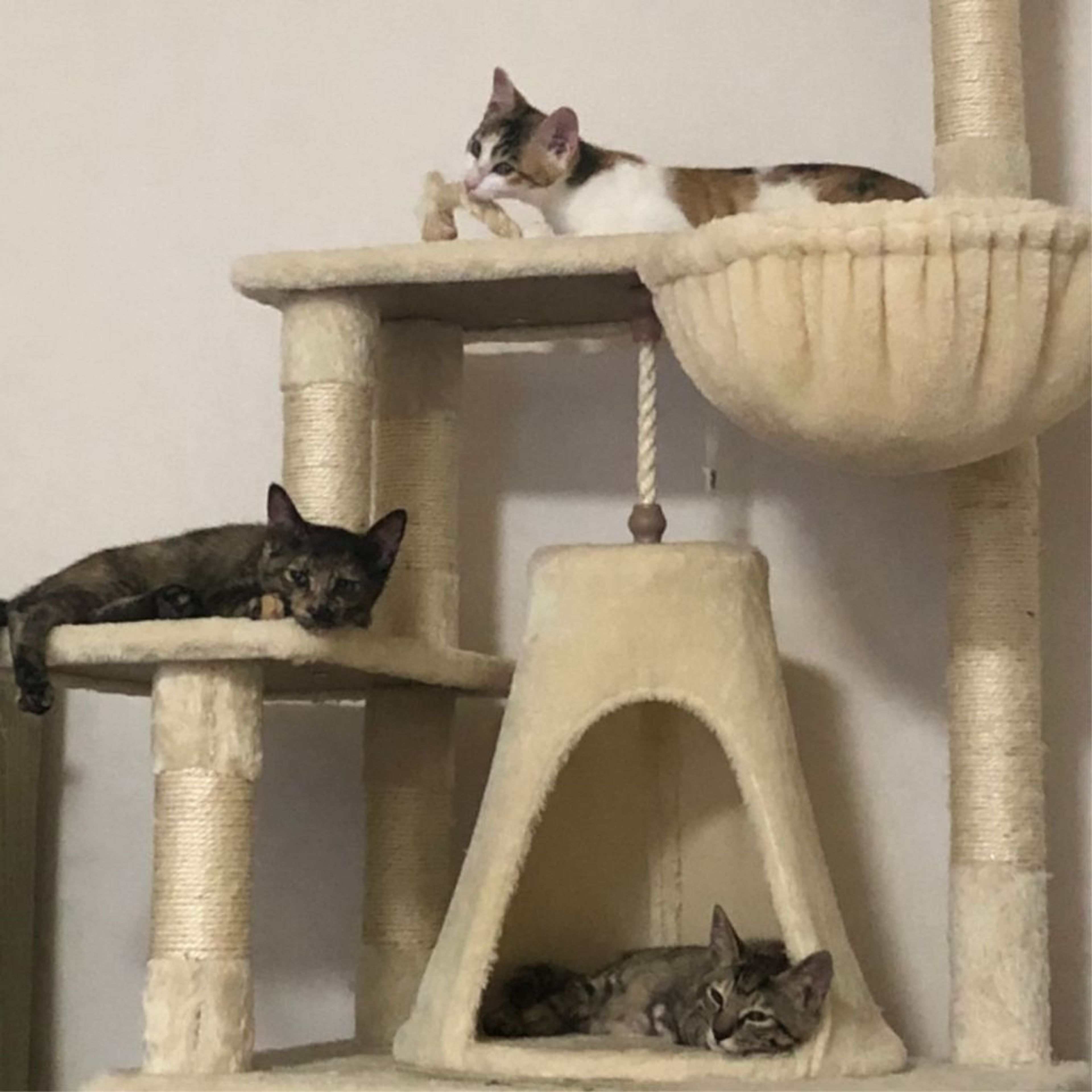 pet-image-4