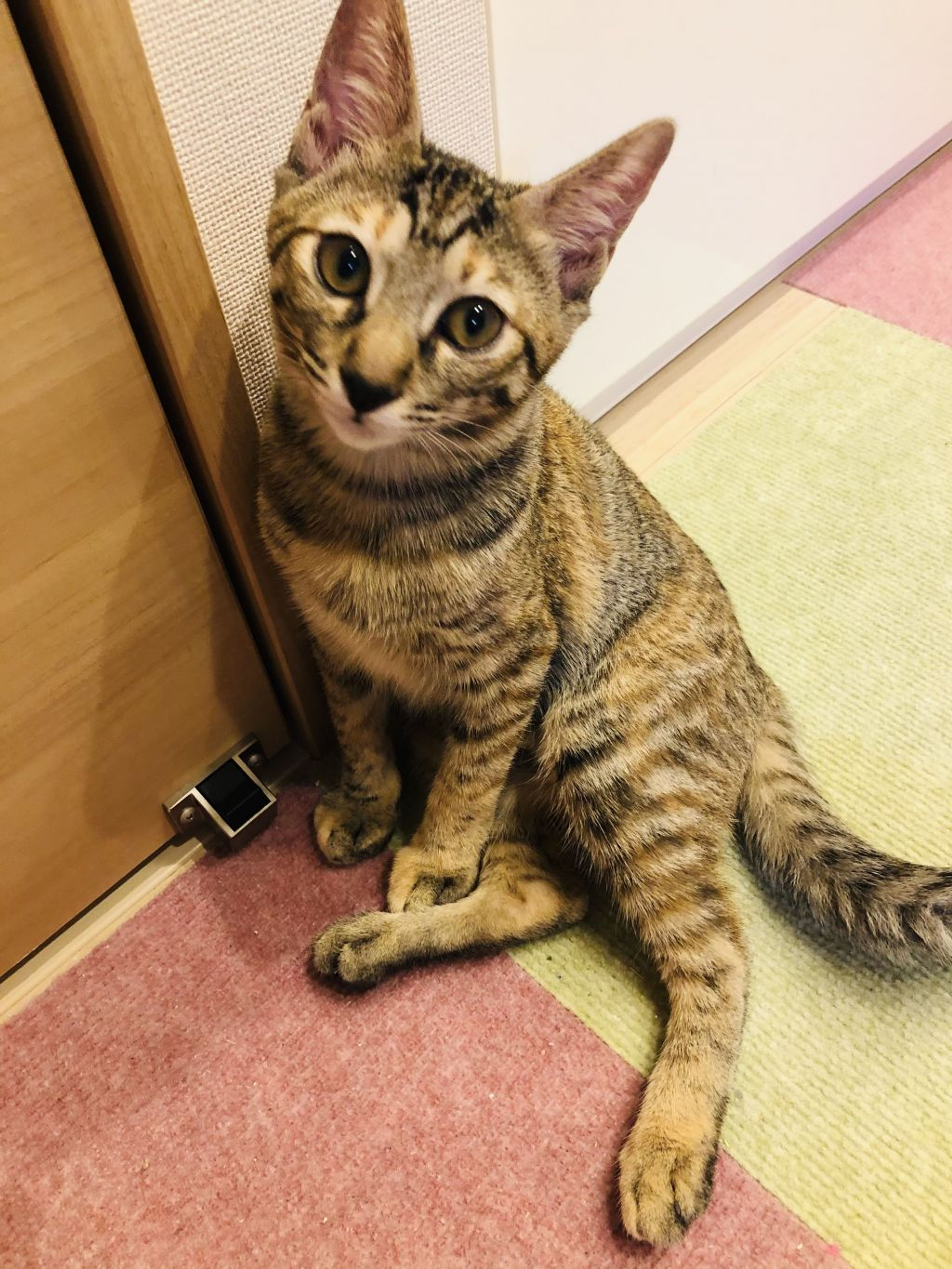 pet-image-2