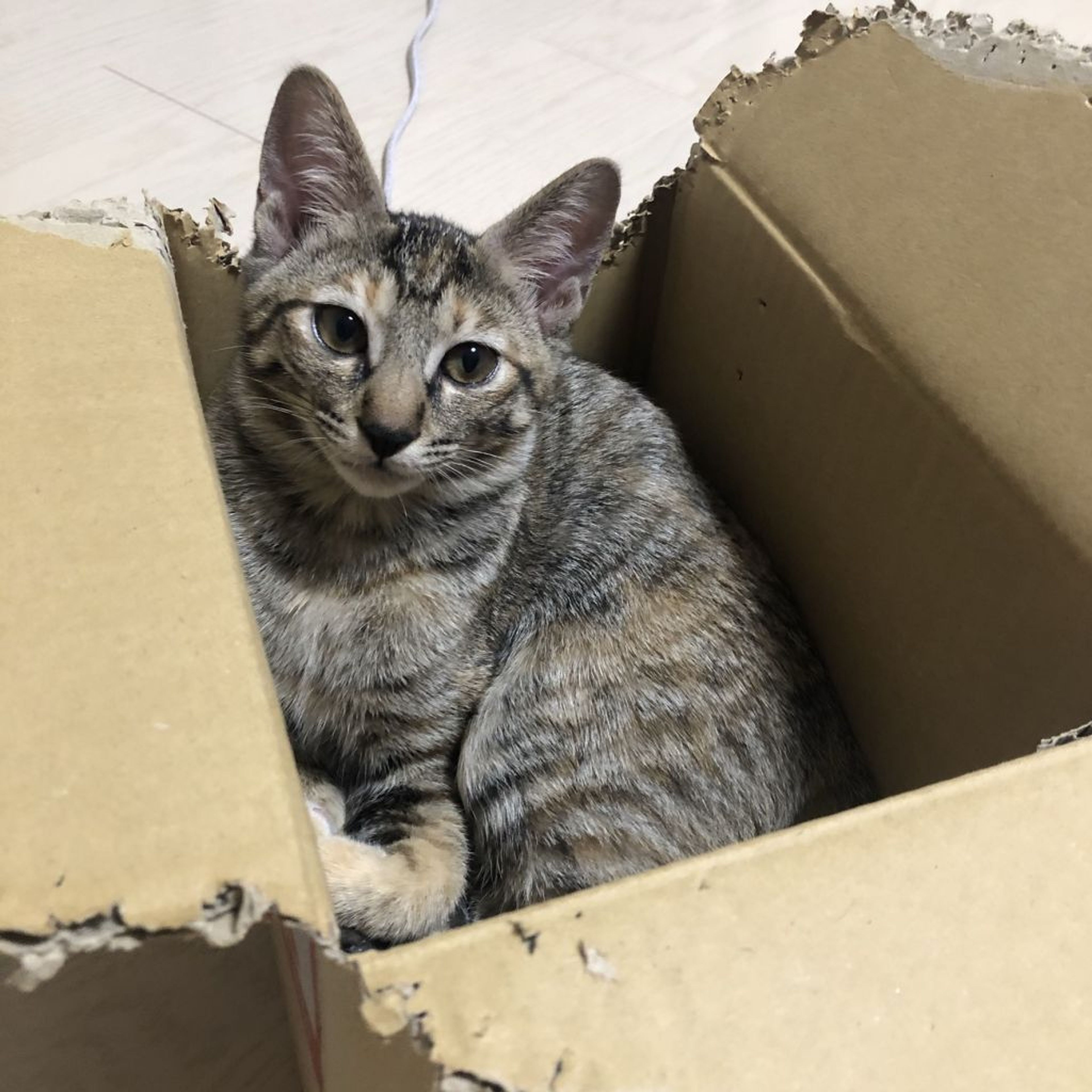 pet-image-9