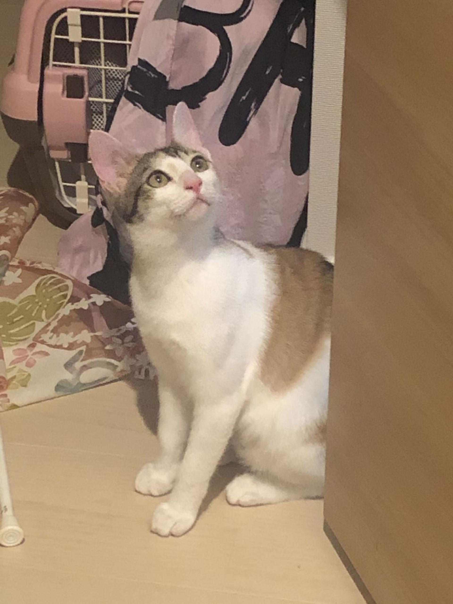 pet-image-4