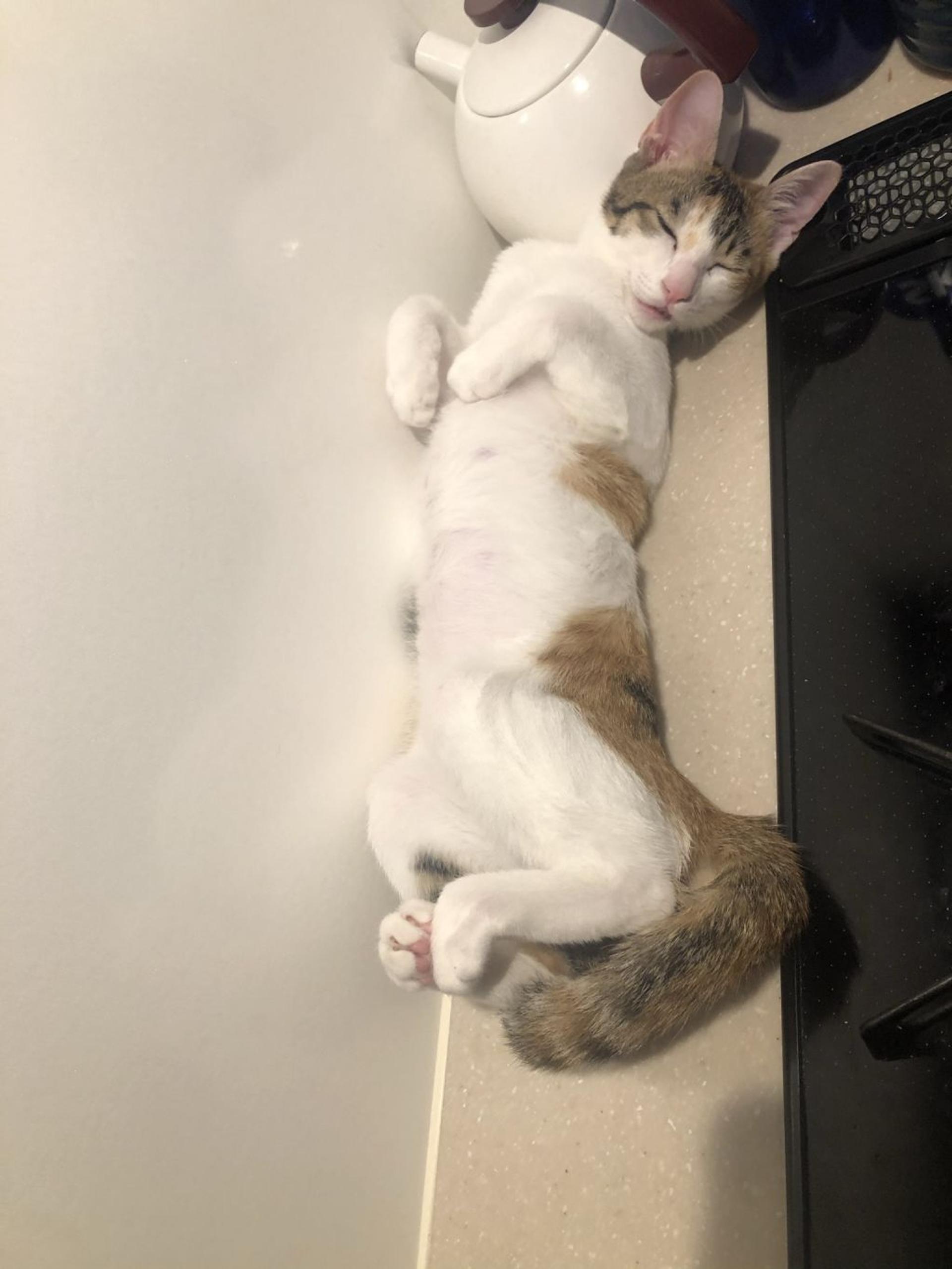 pet-image-8