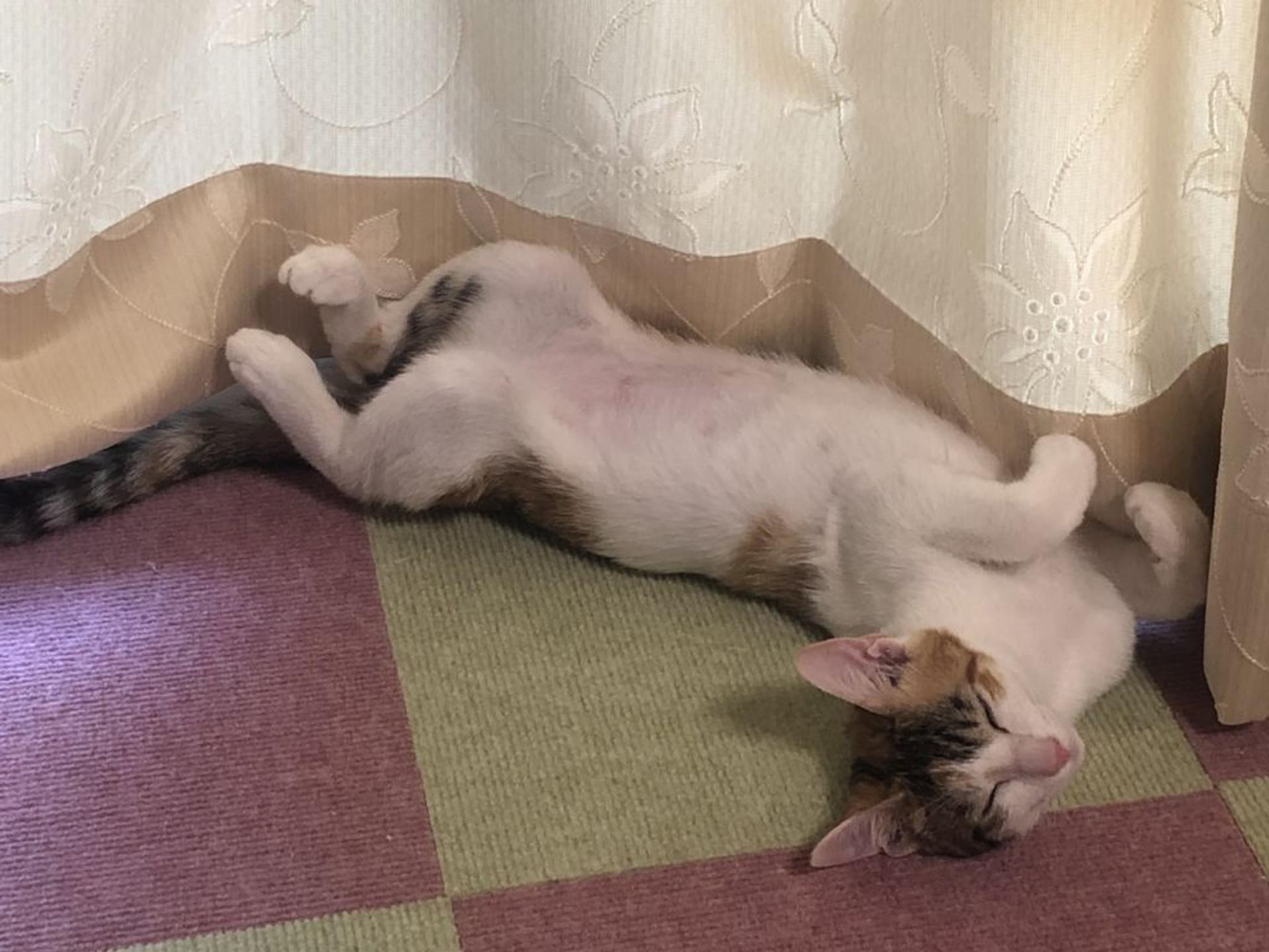 pet-image-9