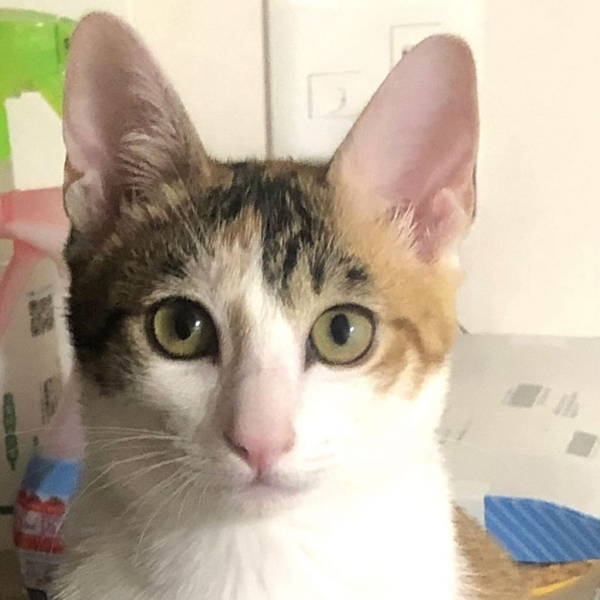 雑種（ミックス猫）・メスの里親募集の写真