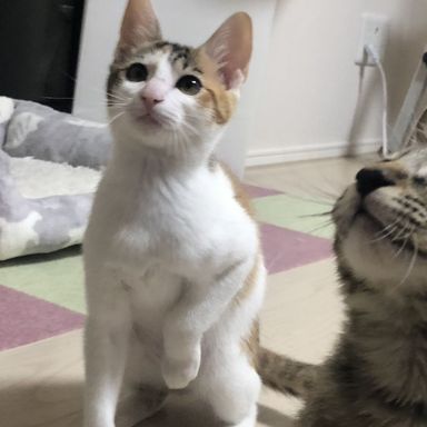 梅