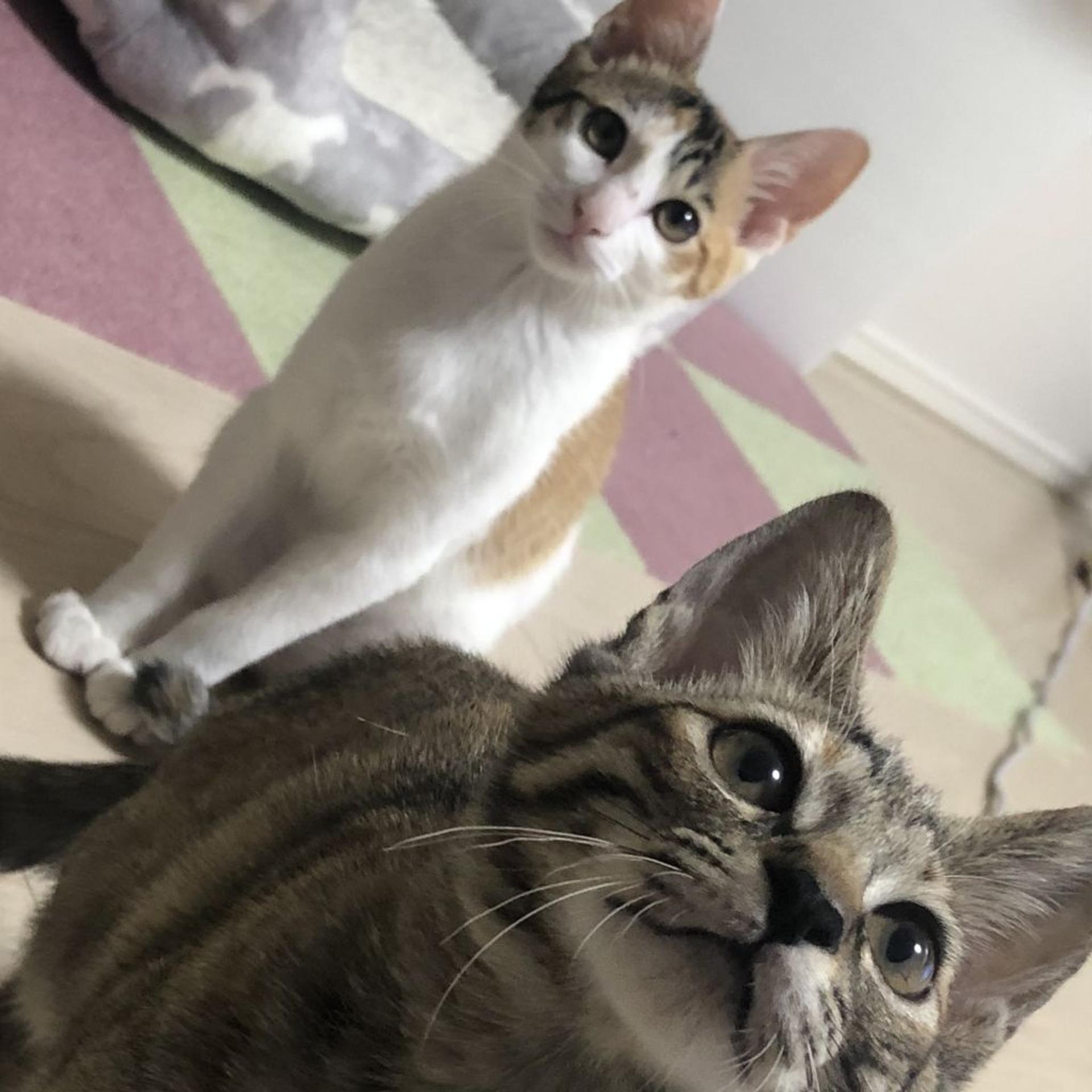 pet-image-6