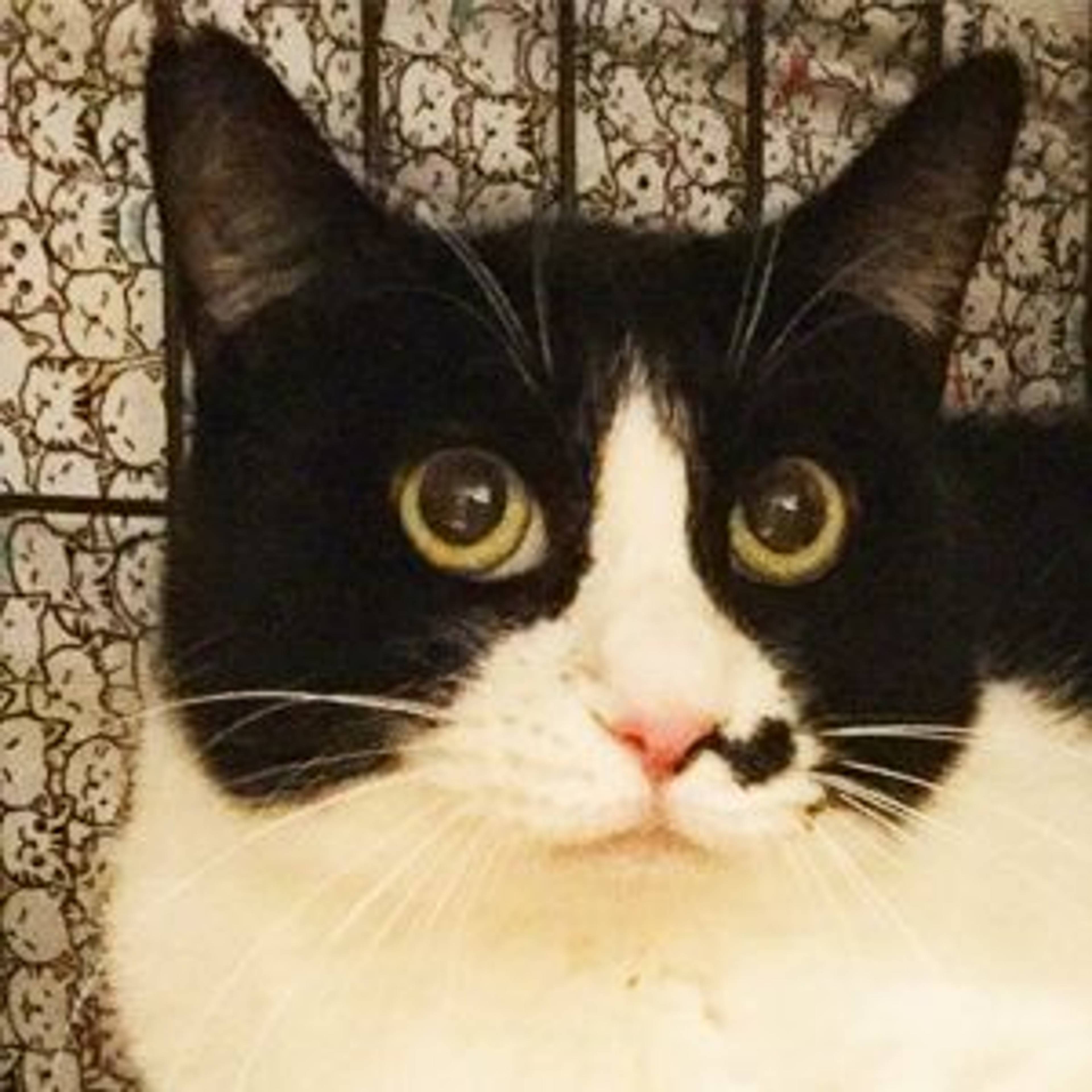 雑種（ミックス猫）・メスの里親募集の写真