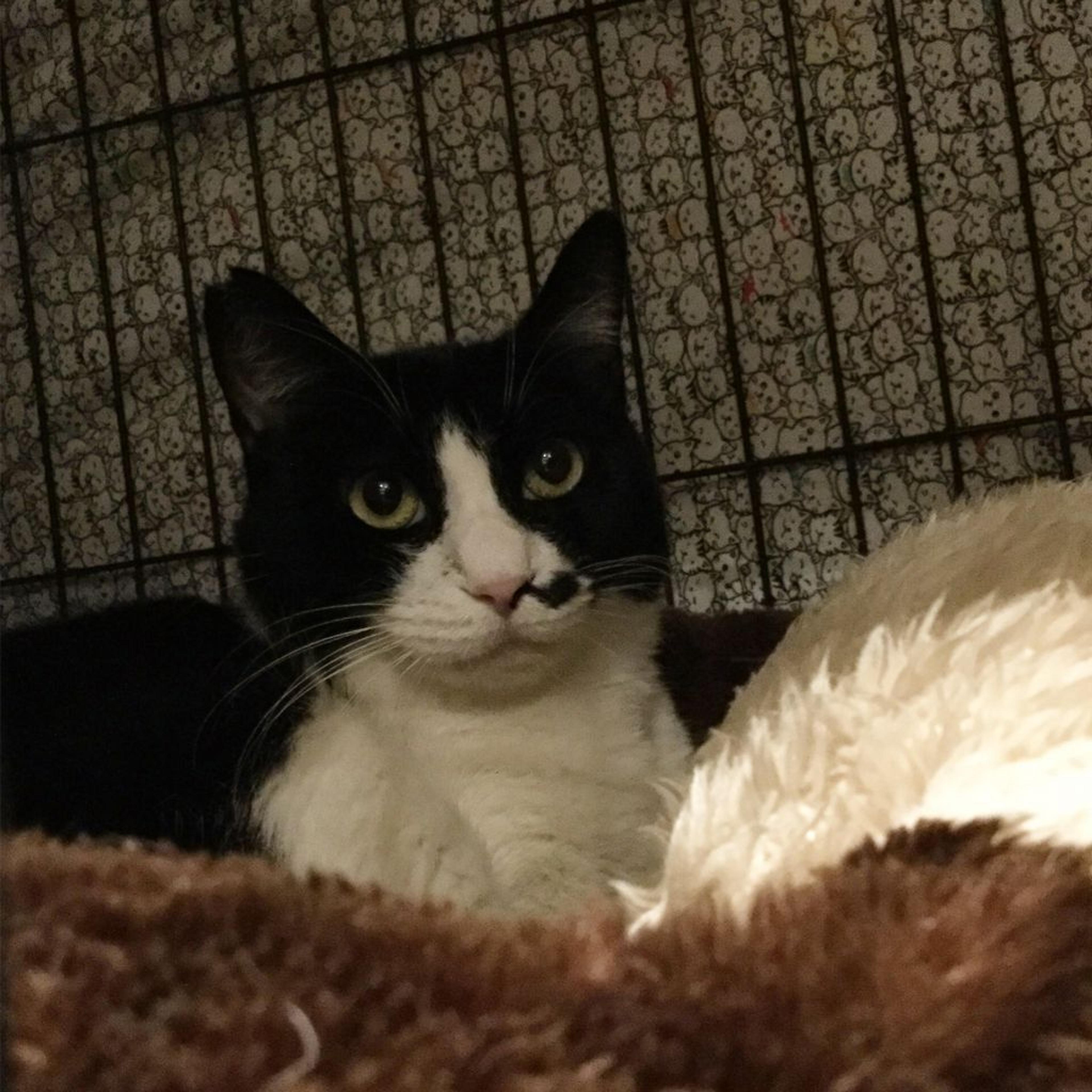 pet-image-2