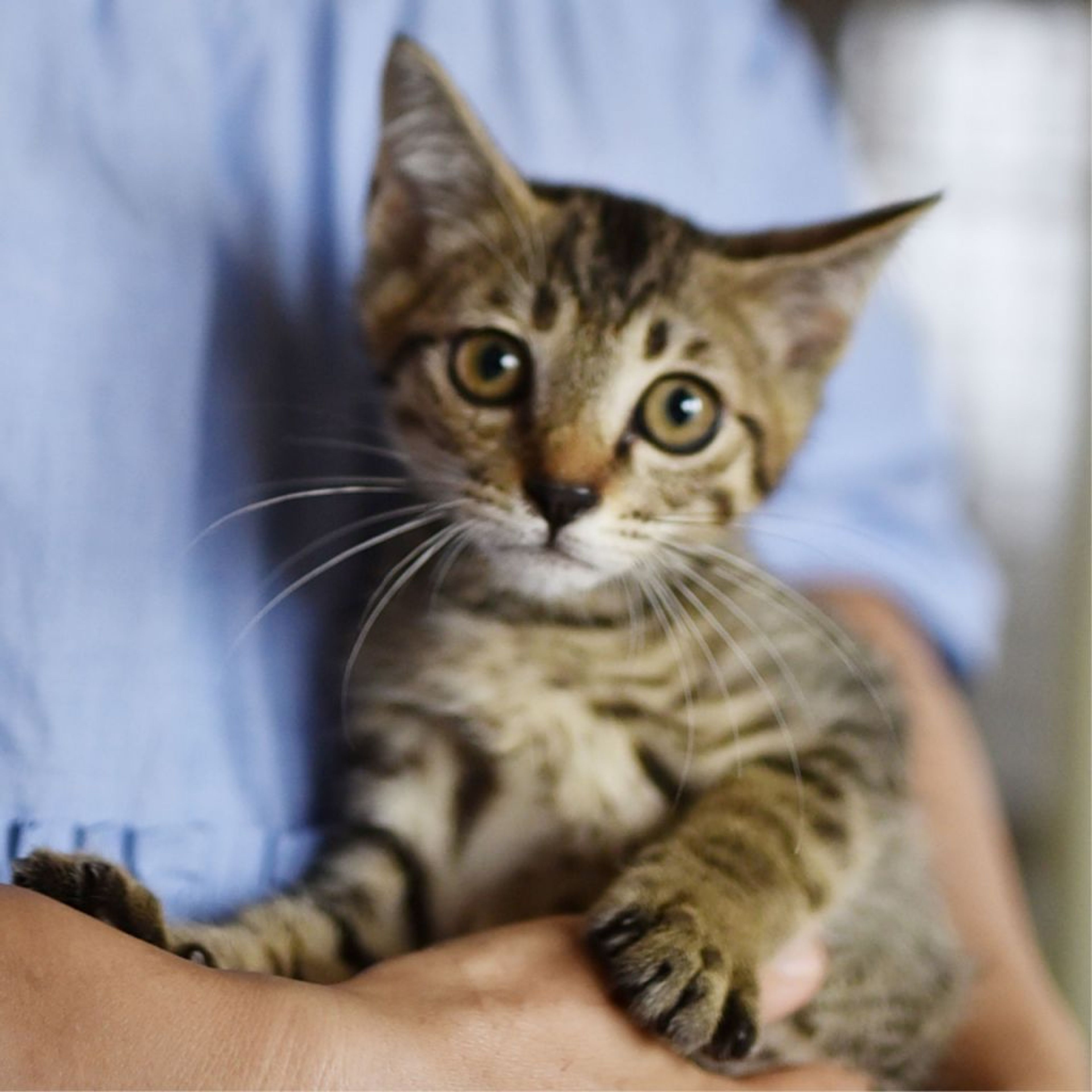 pet-image-7