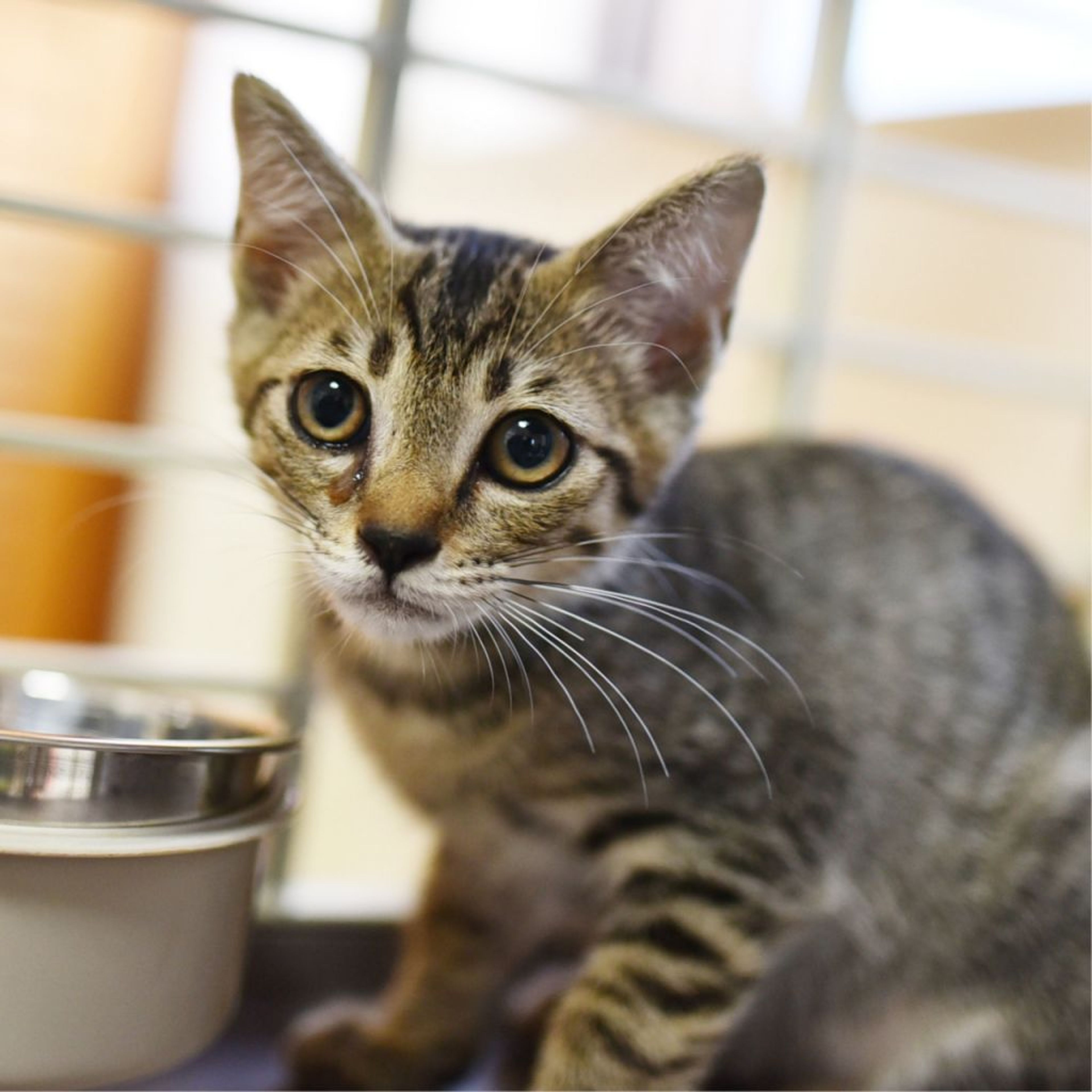 pet-image-9