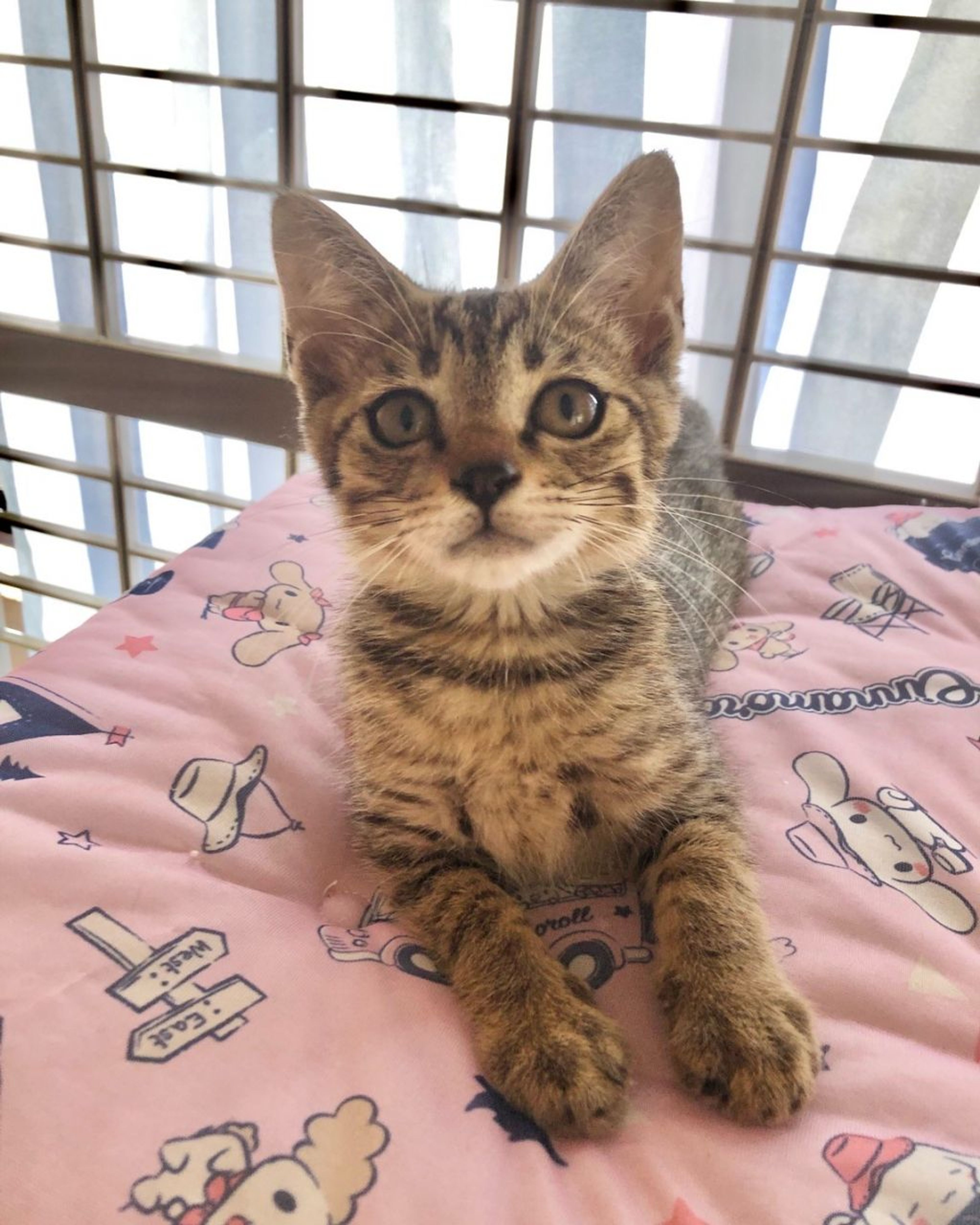 pet-image-2