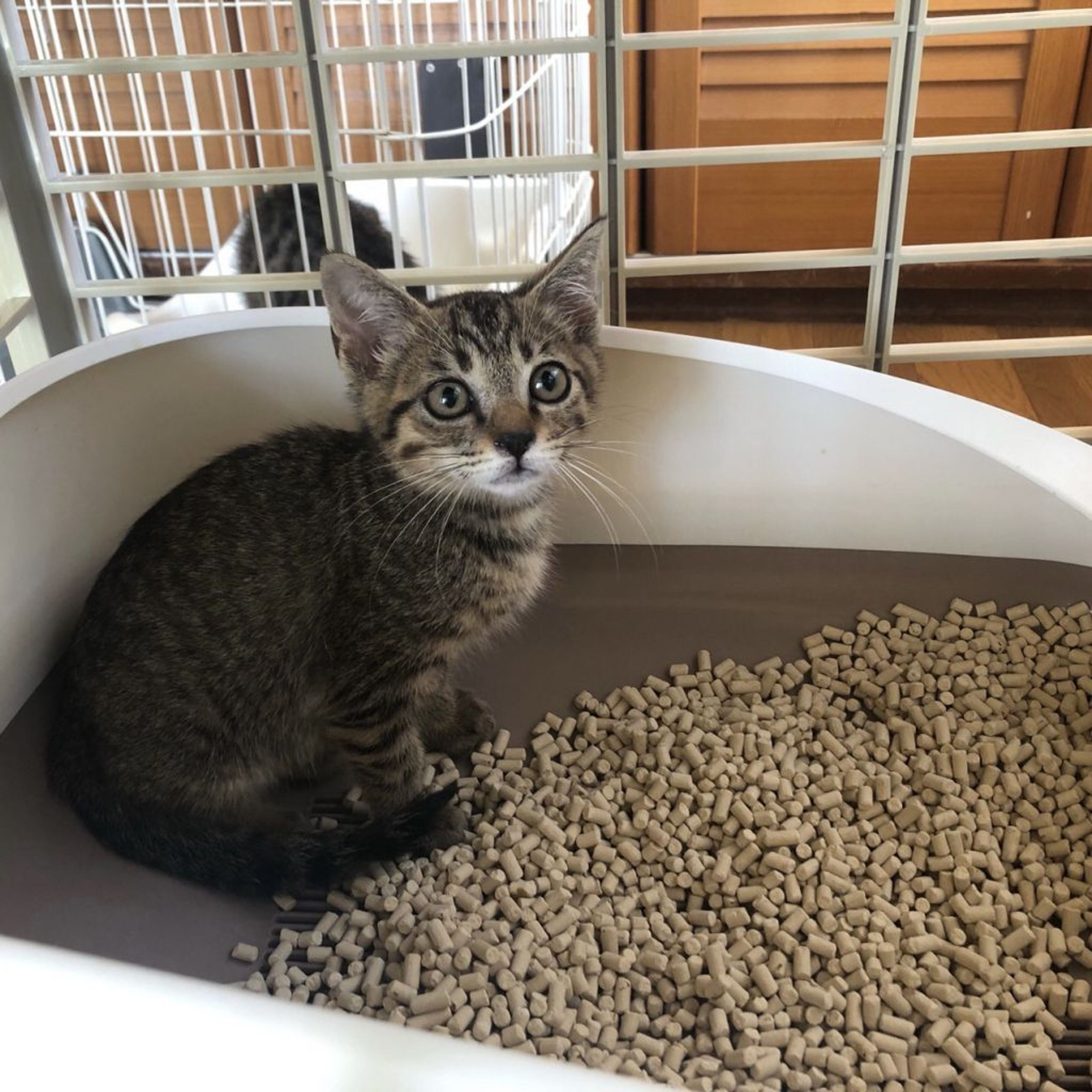 pet-image-4