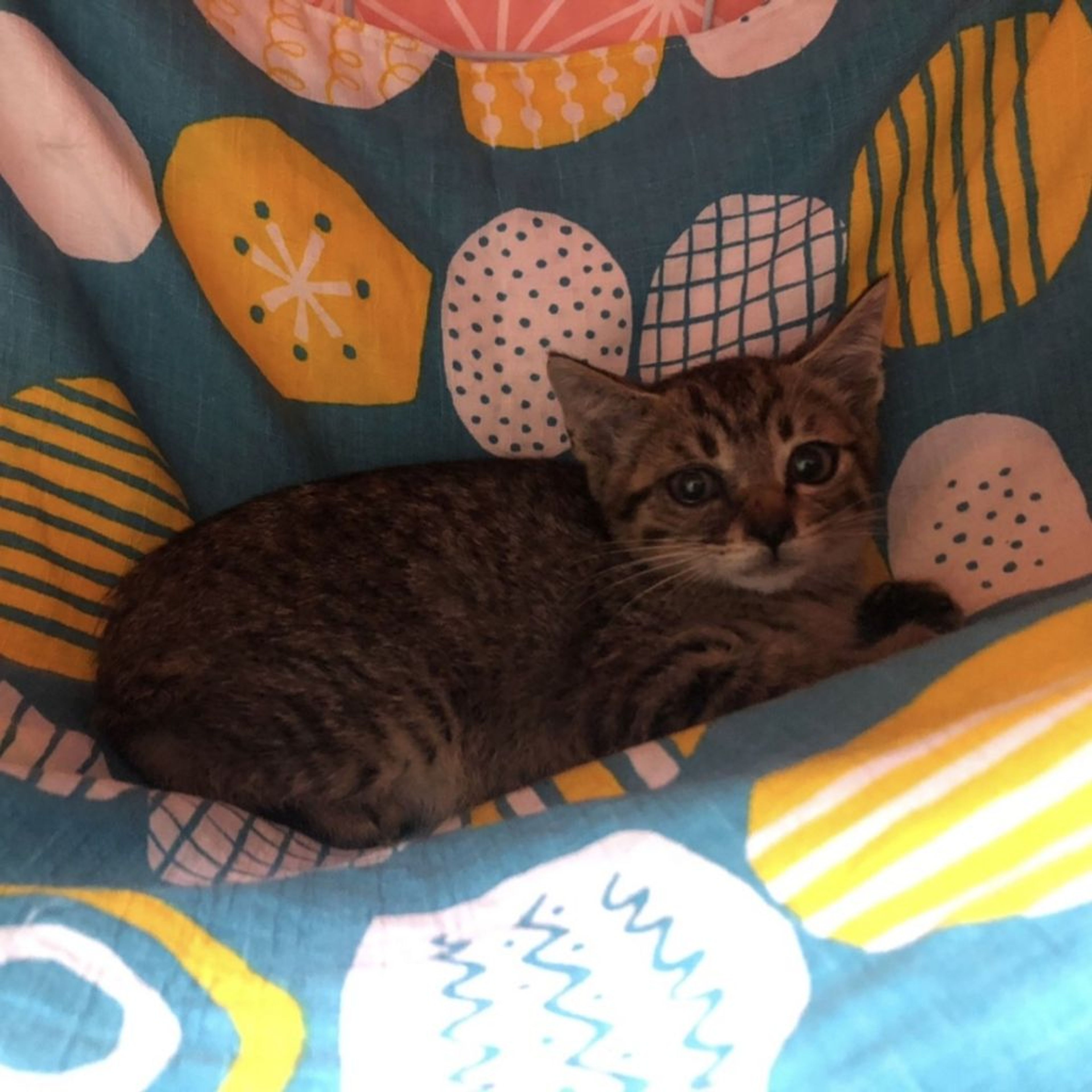 pet-image-6