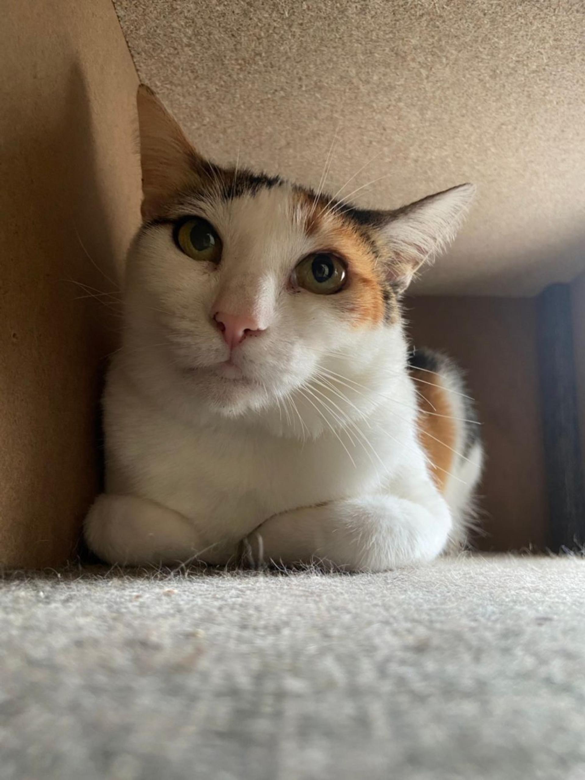 pet-image-2