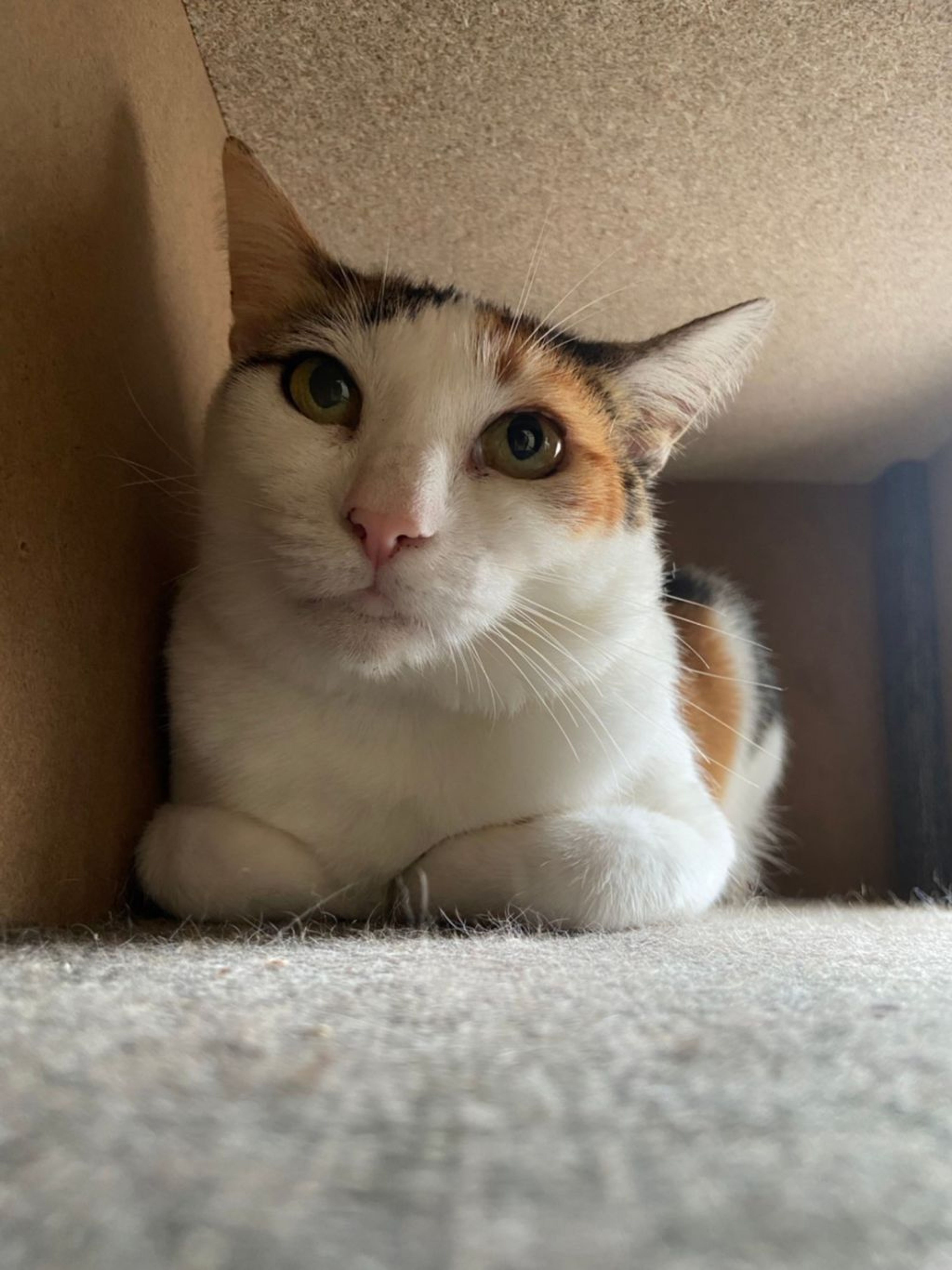 pet-image-2