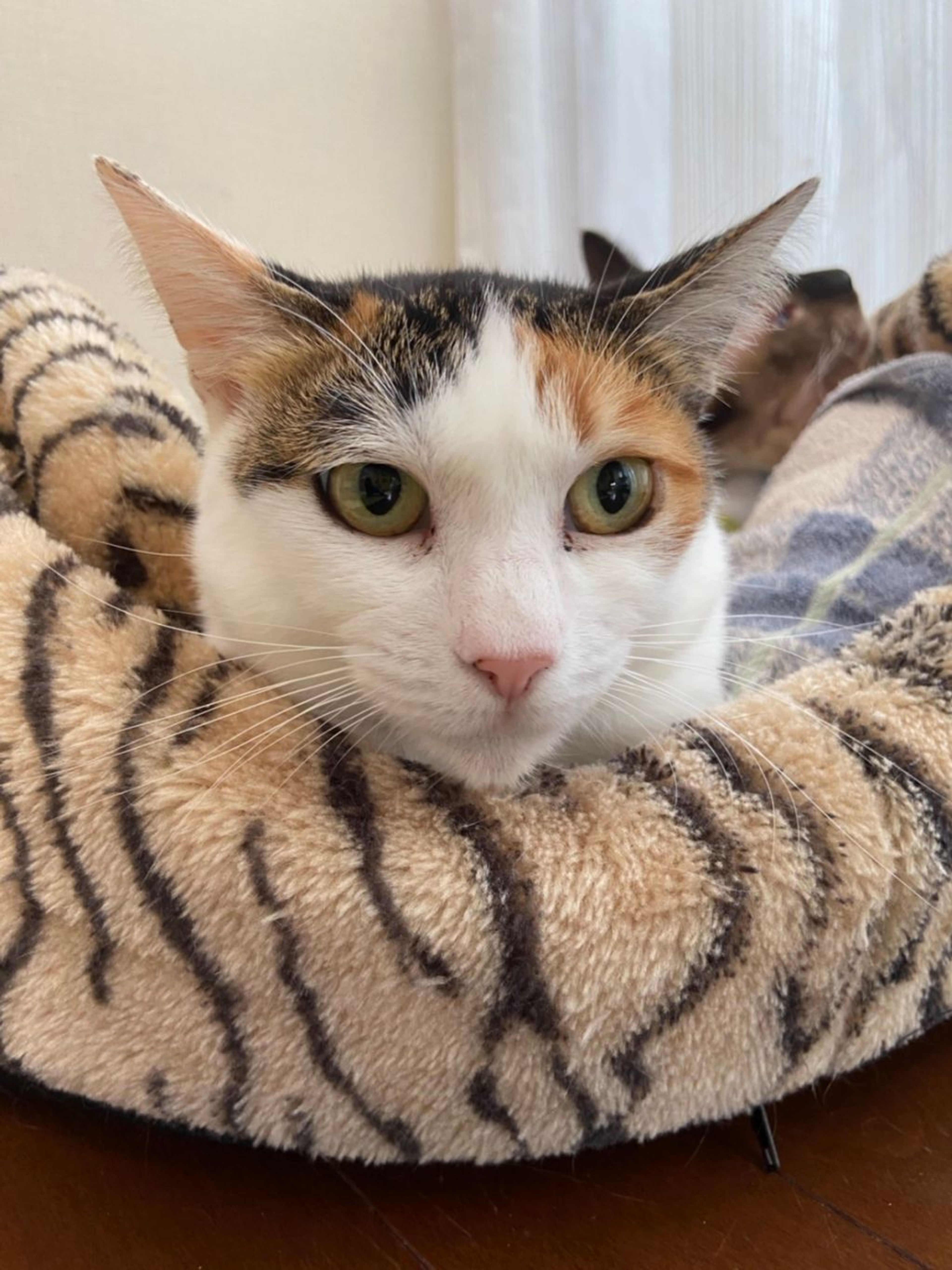 pet-image-3