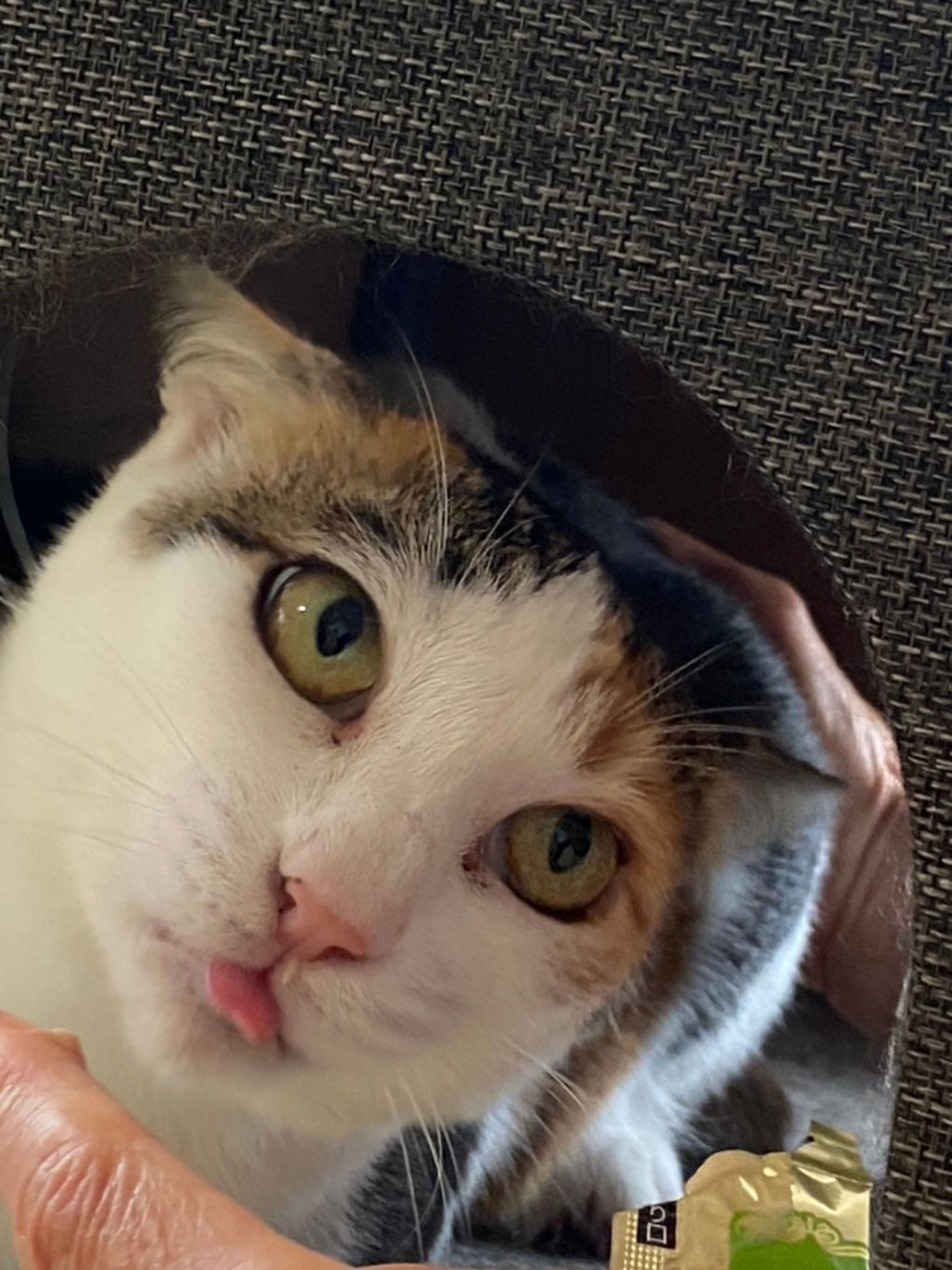 pet-image-4