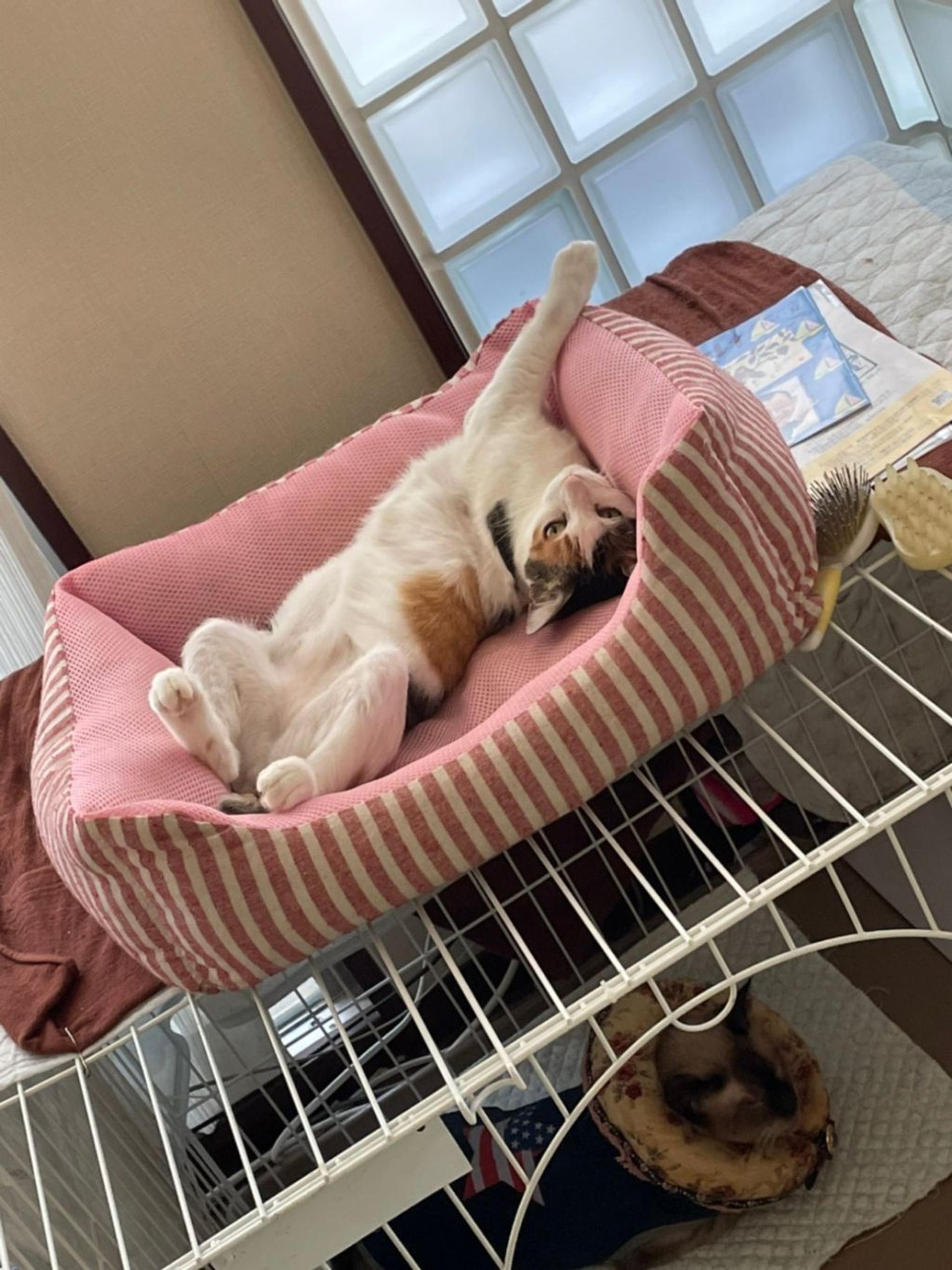 pet-image-5