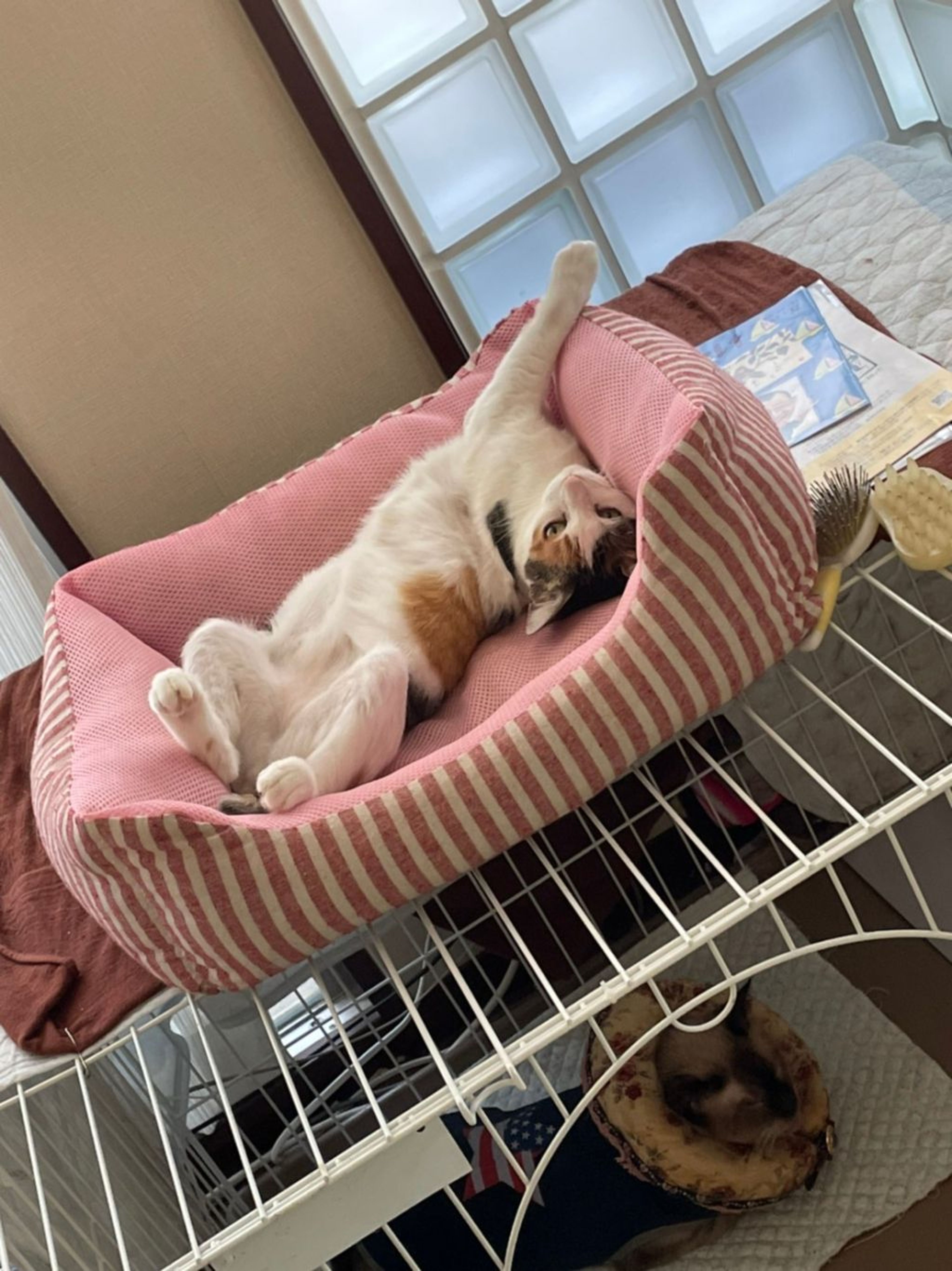 pet-image-5
