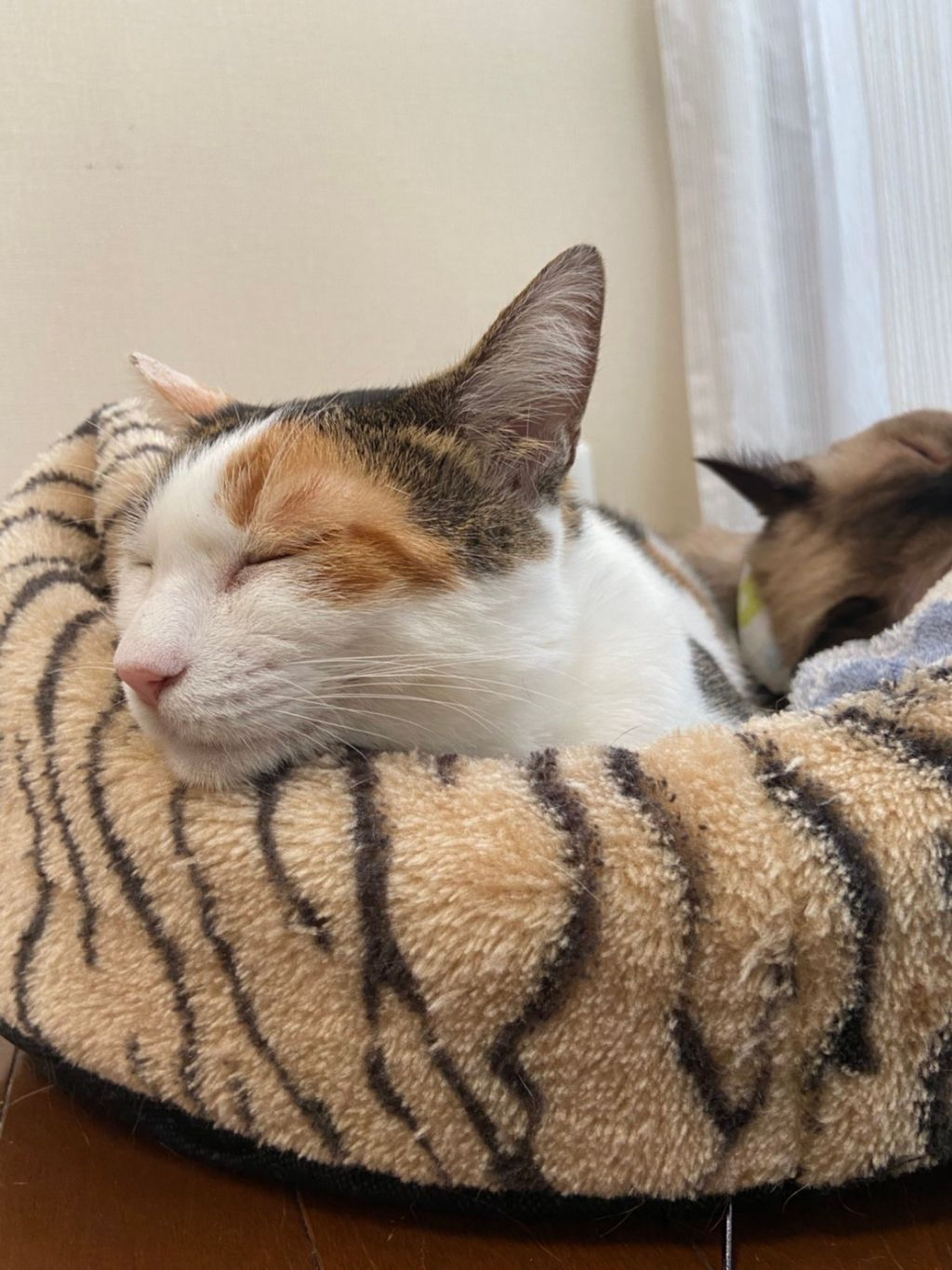 pet-image-6