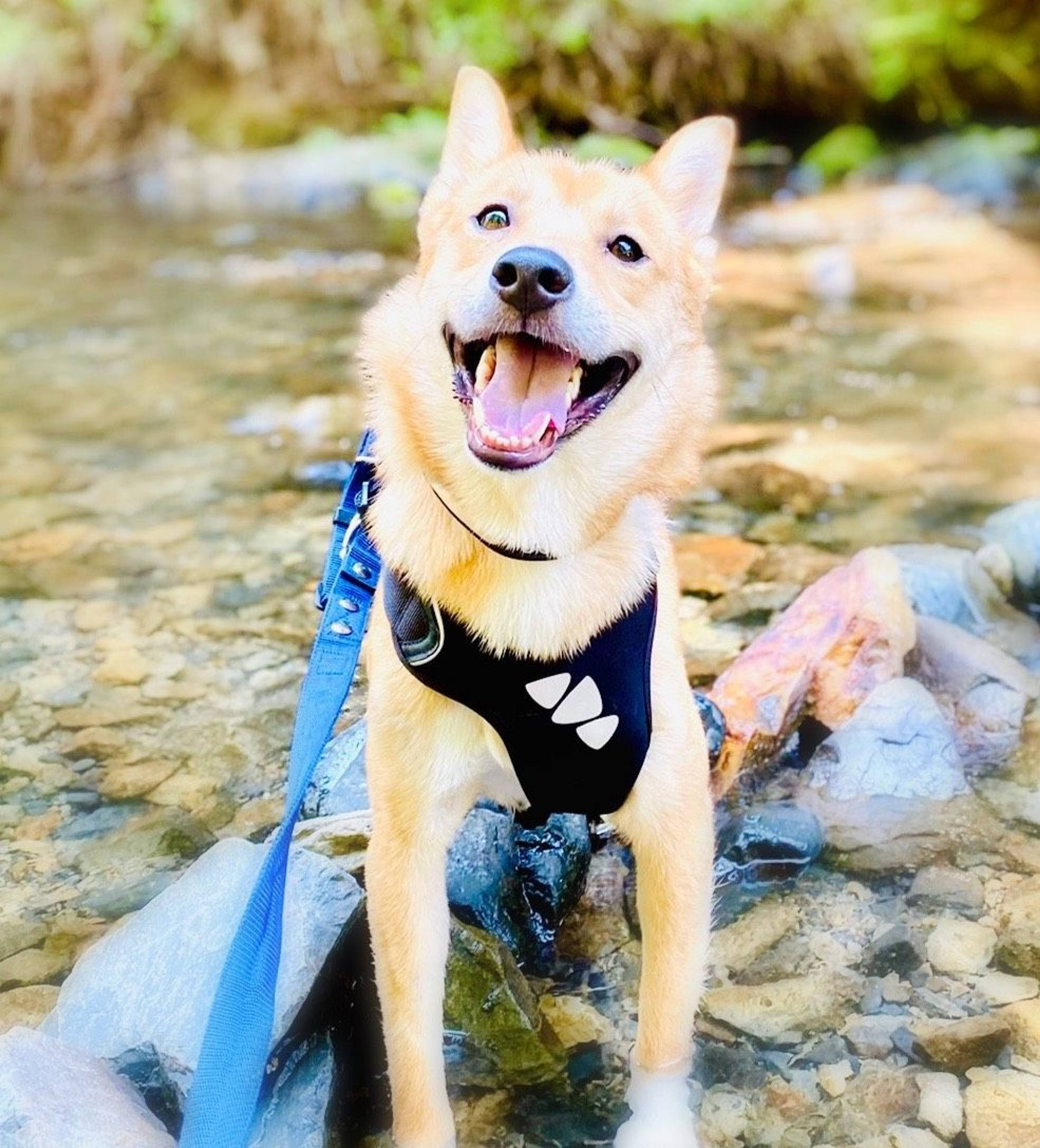 雑種（ミックス犬）・オスの里親募集の写真