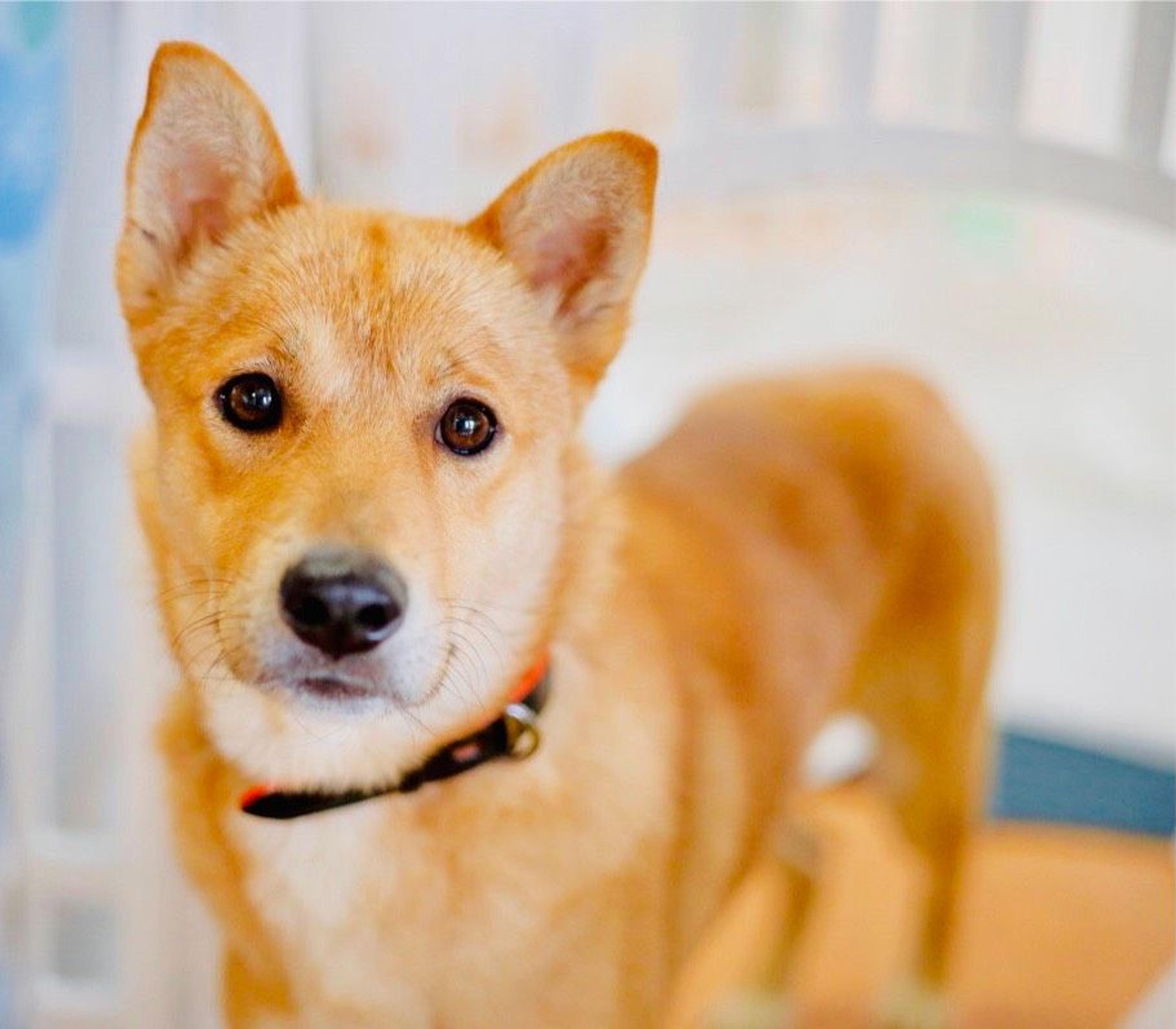 pet-image-2