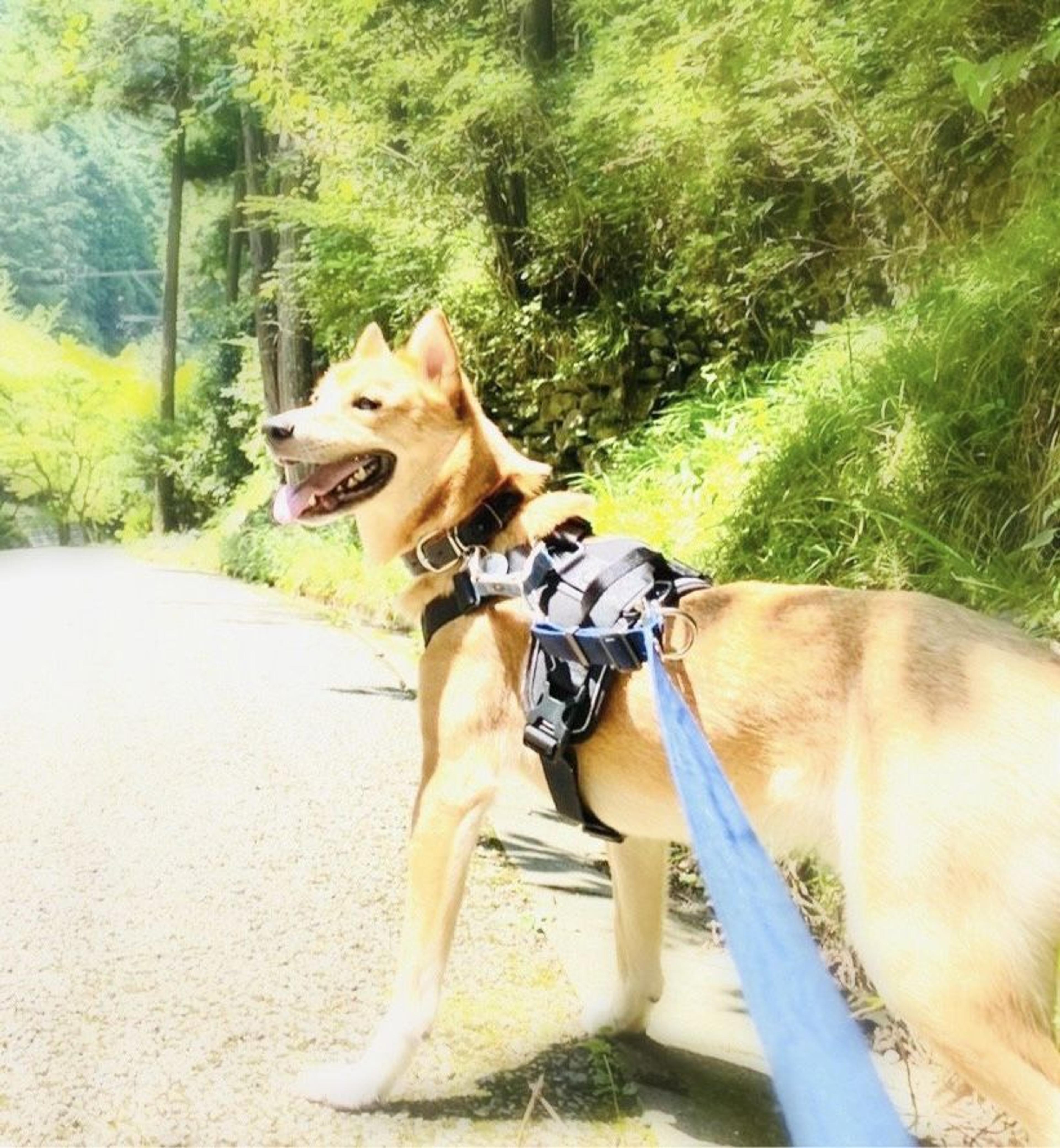 pet-image-3