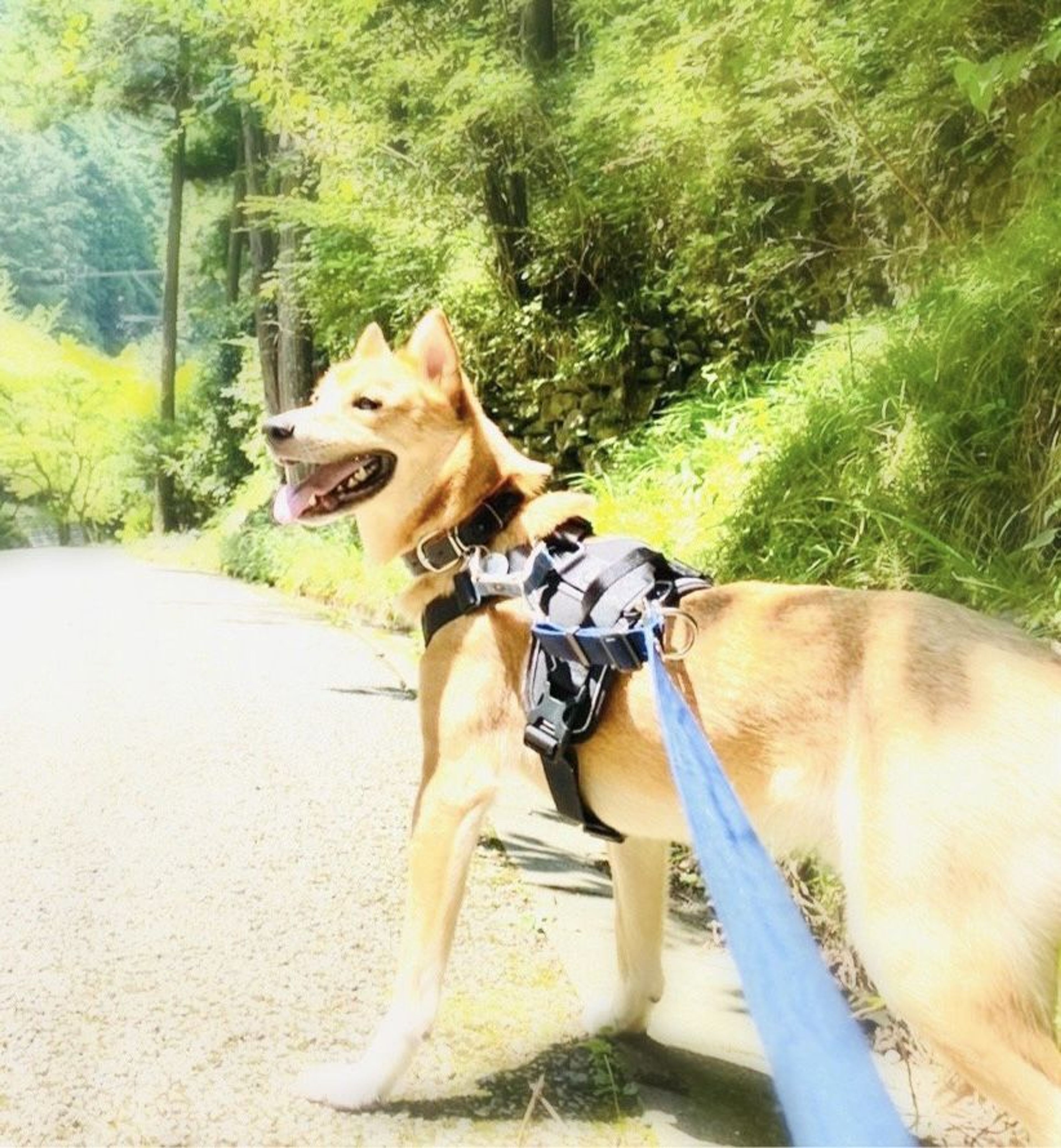pet-image-3