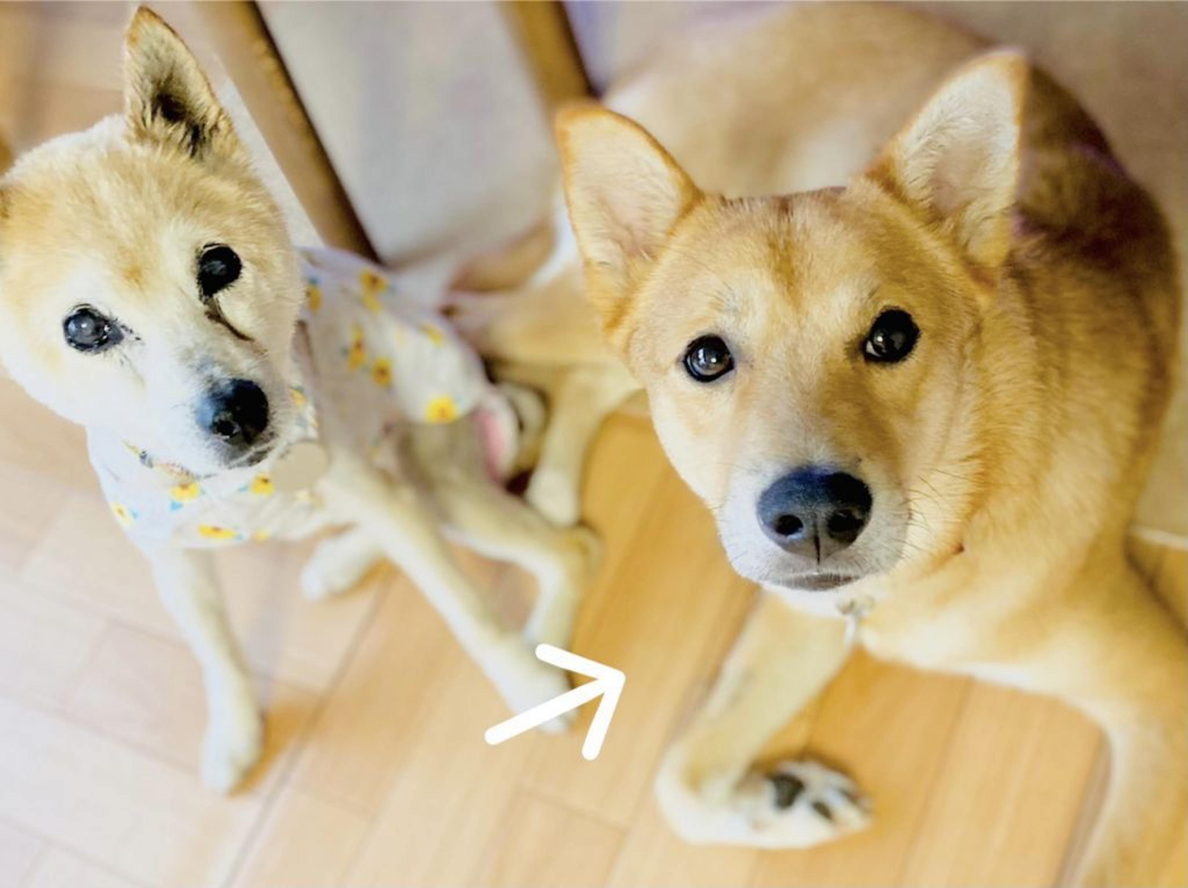 pet-image-4