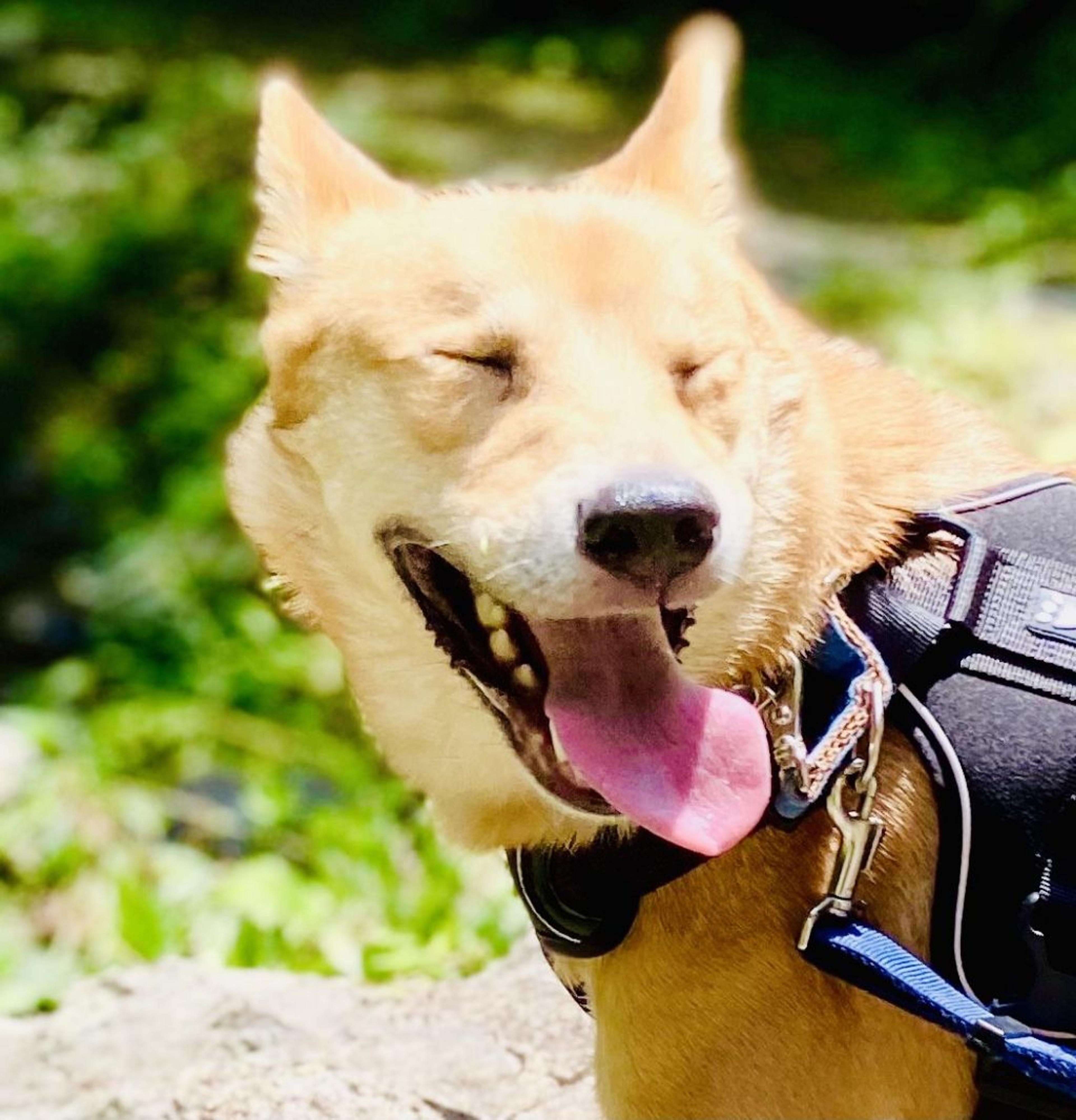 pet-image-5