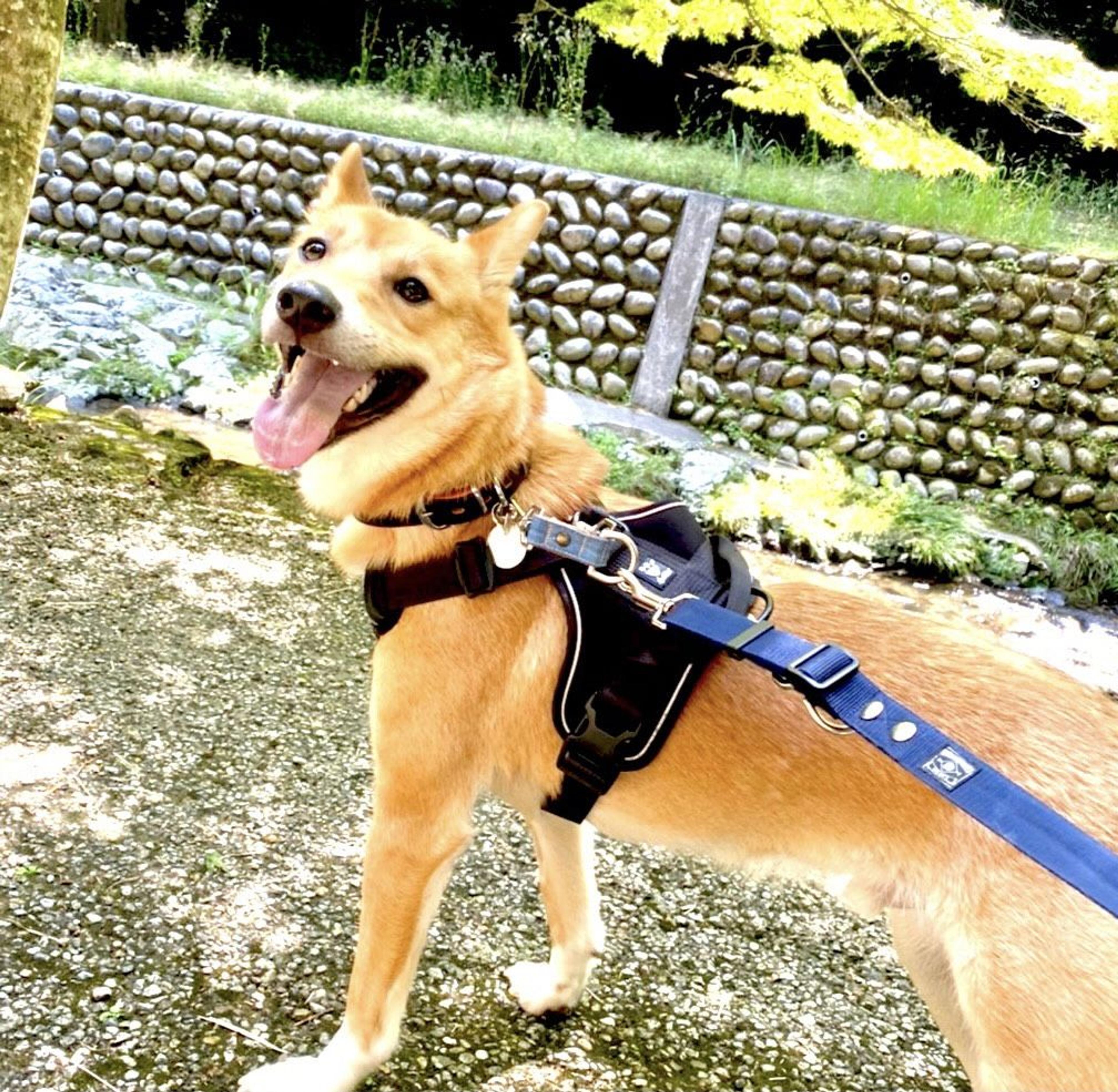 pet-image-6