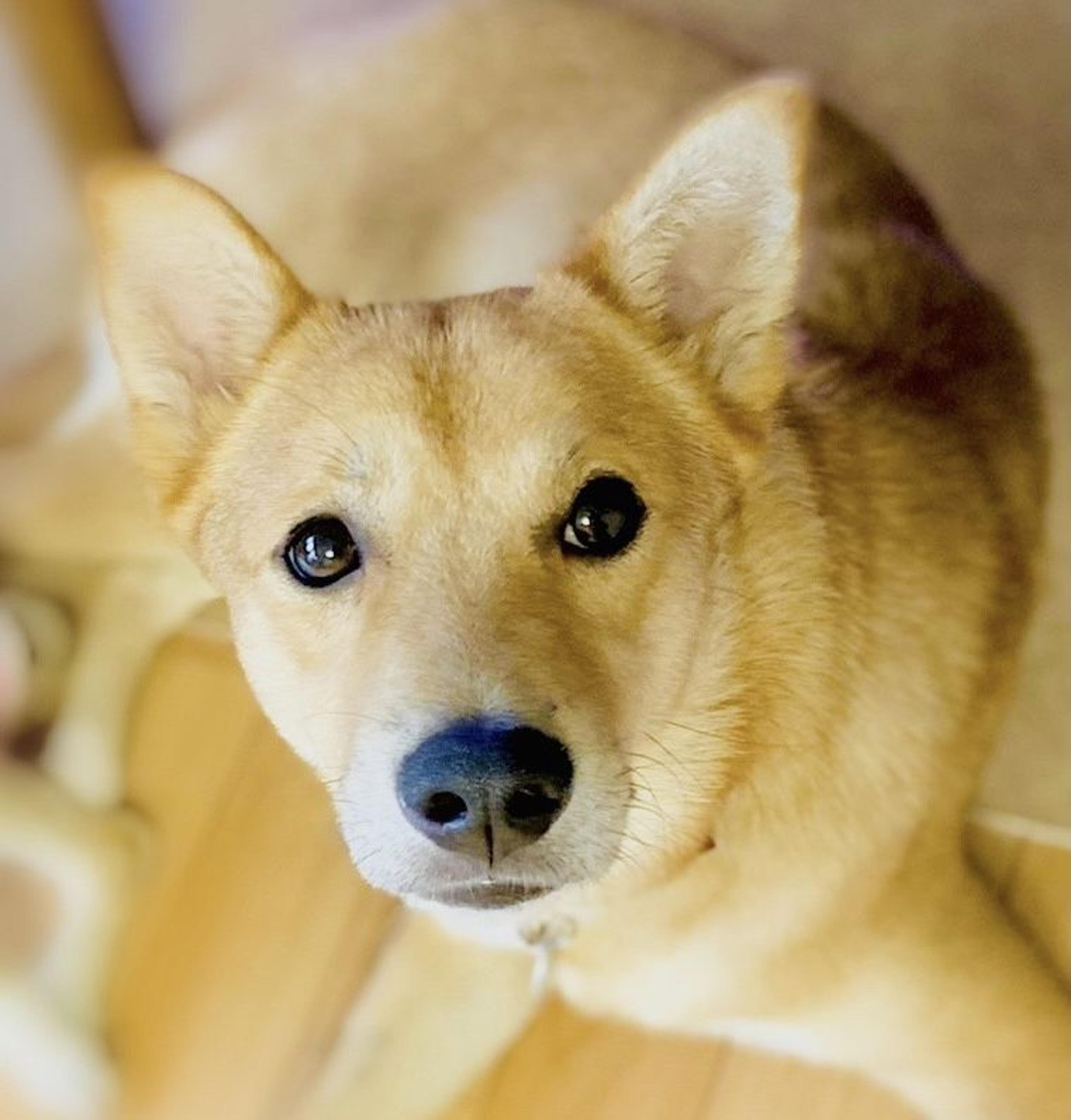 pet-image-7