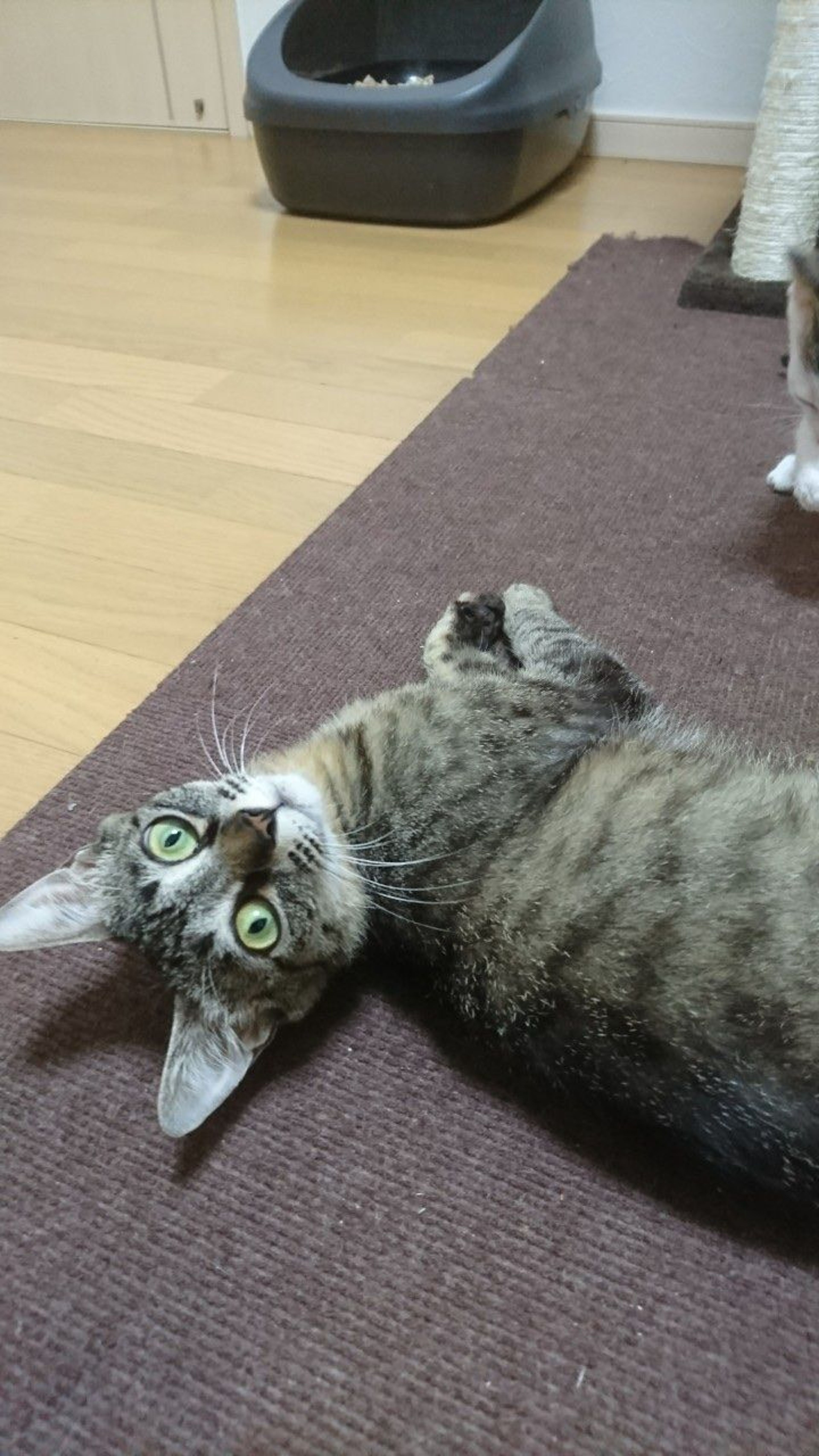 pet-image-6