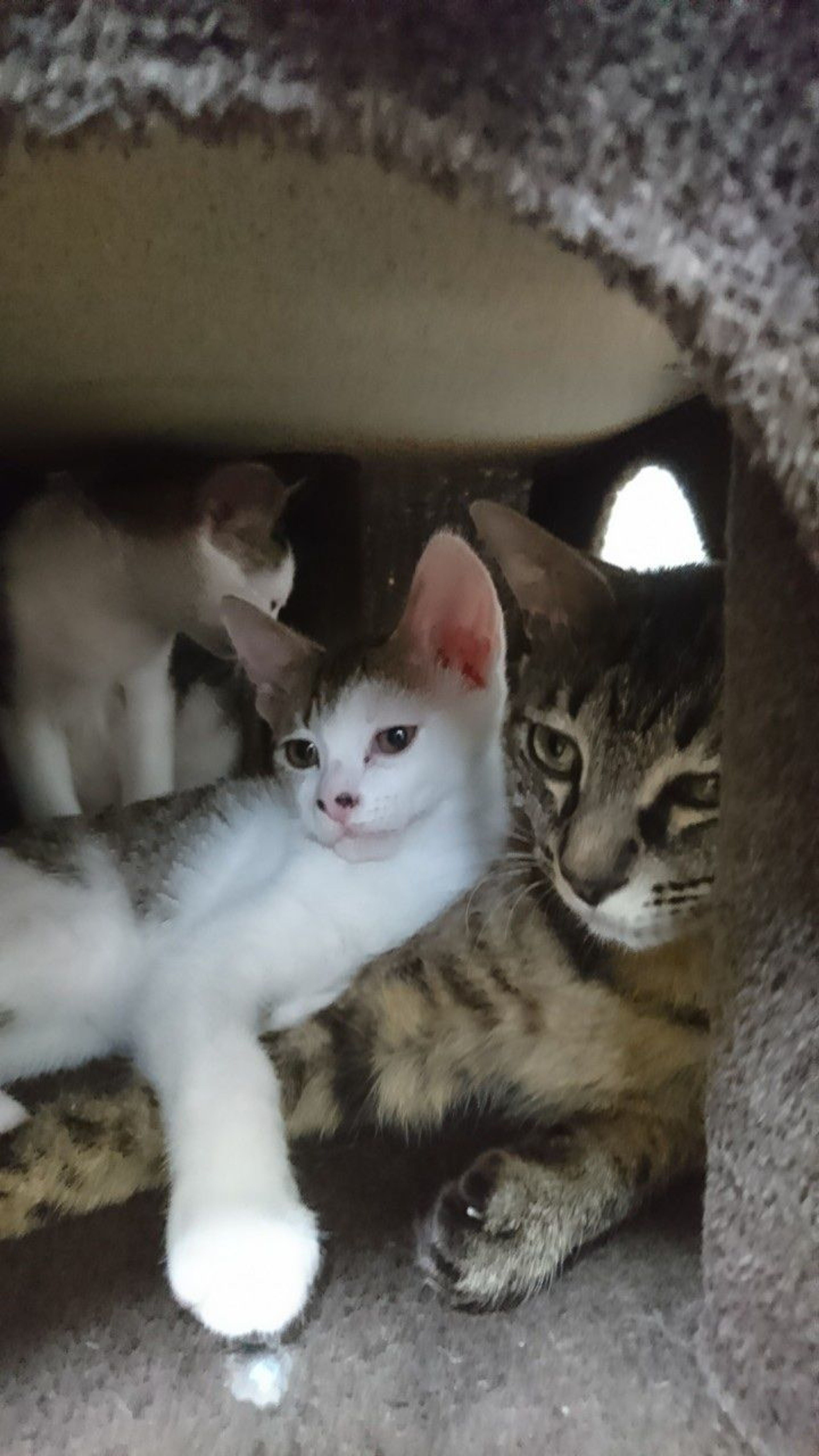 pet-image-9
