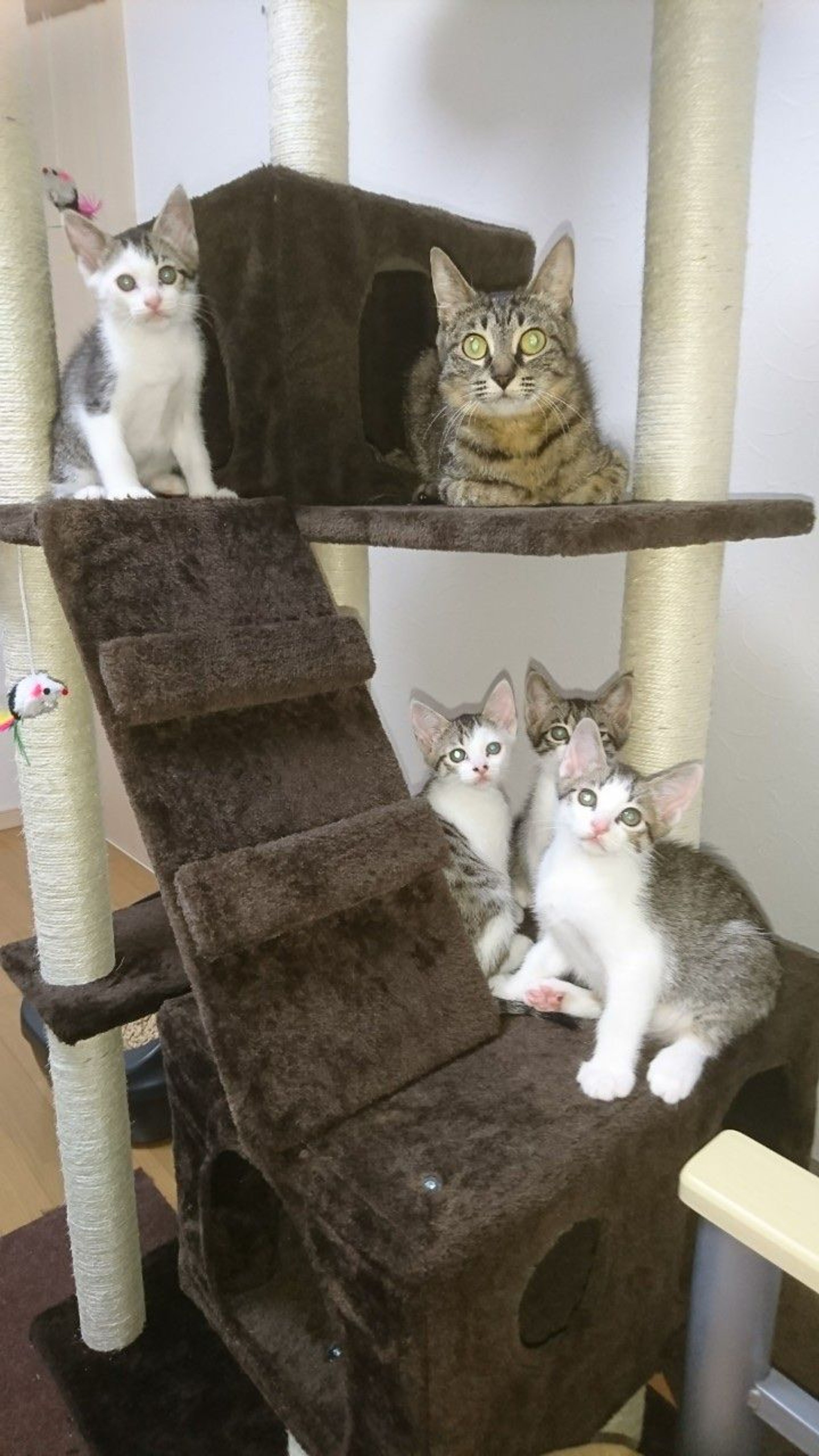 pet-image-10