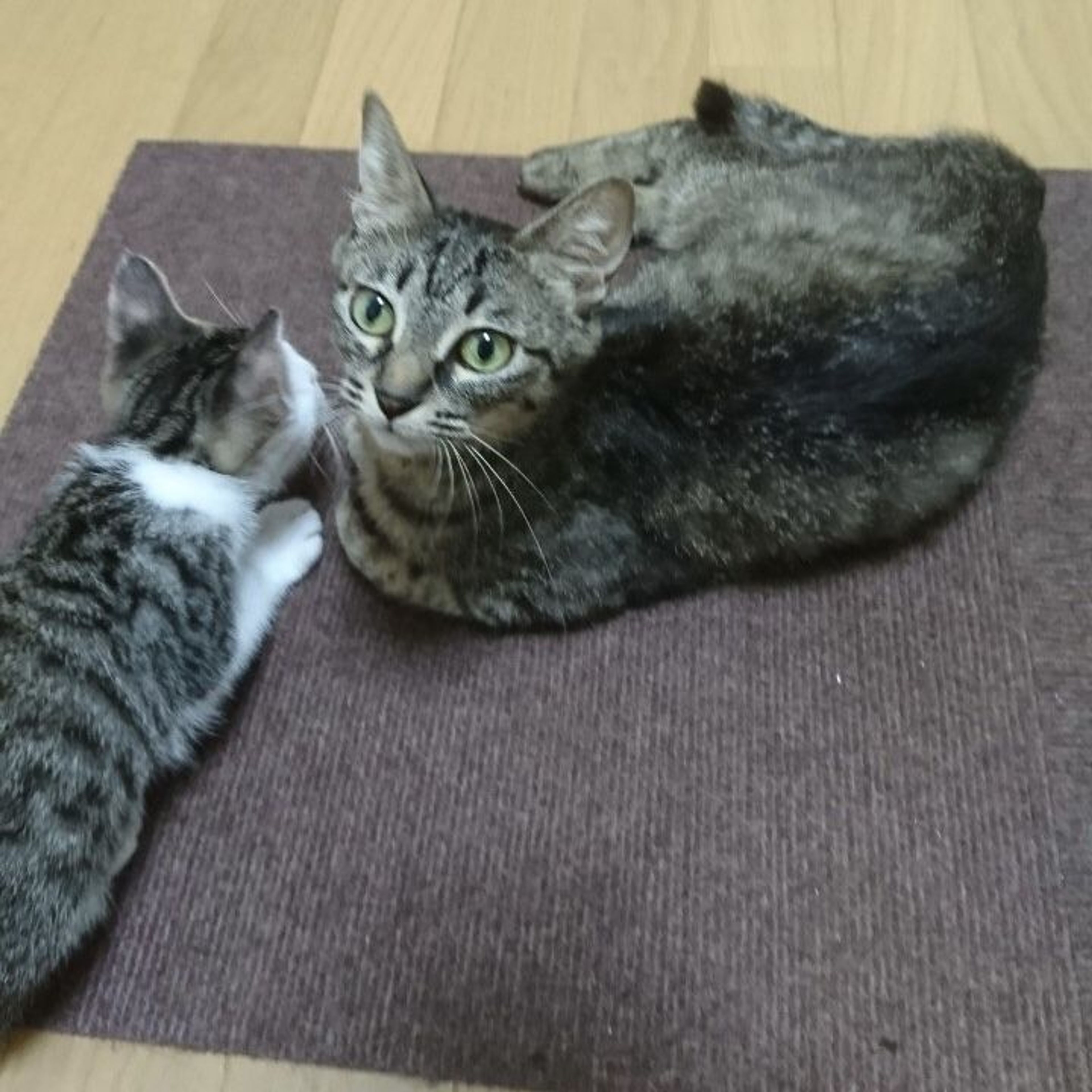 pet-image-2
