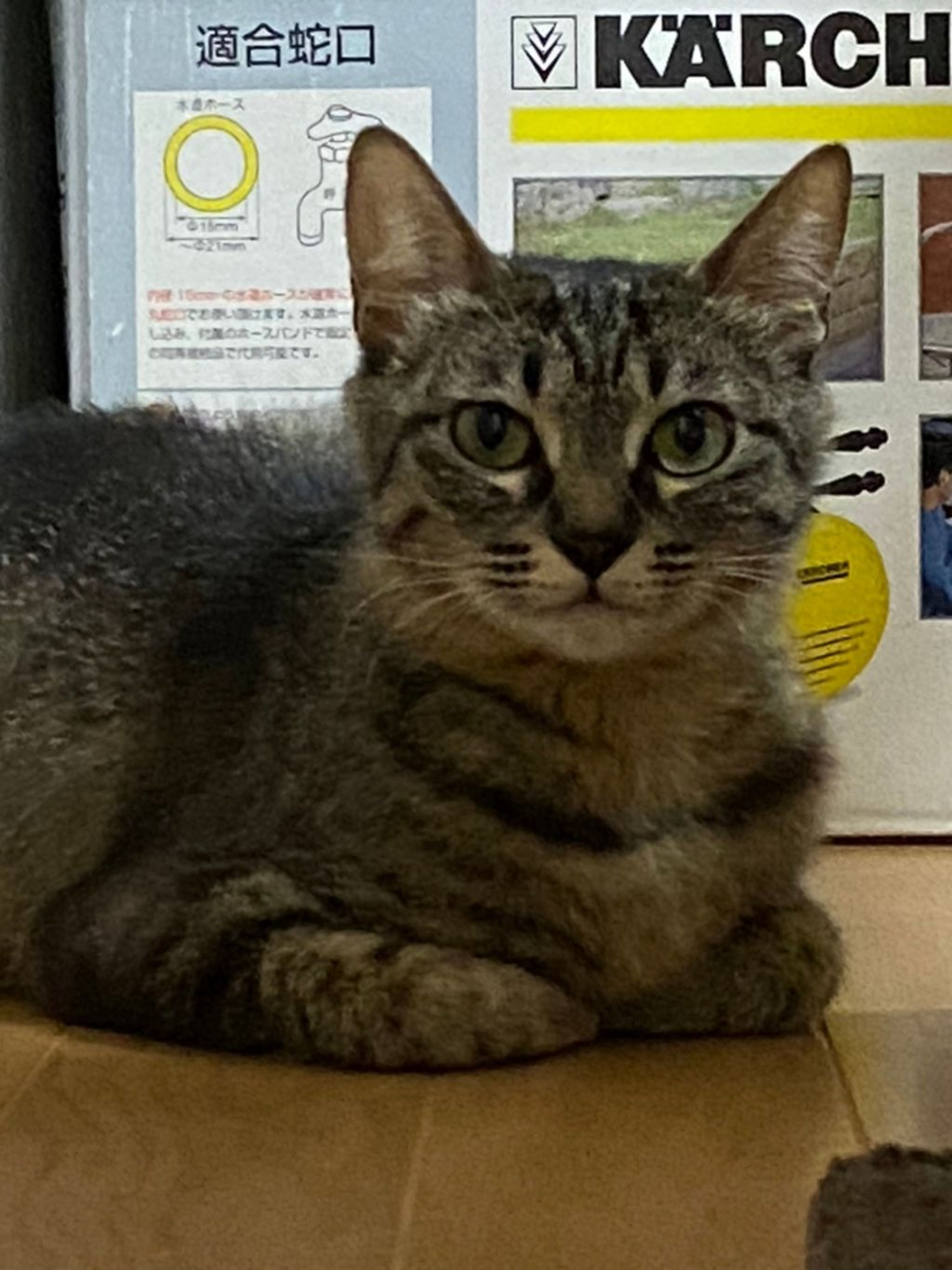 pet-image-4