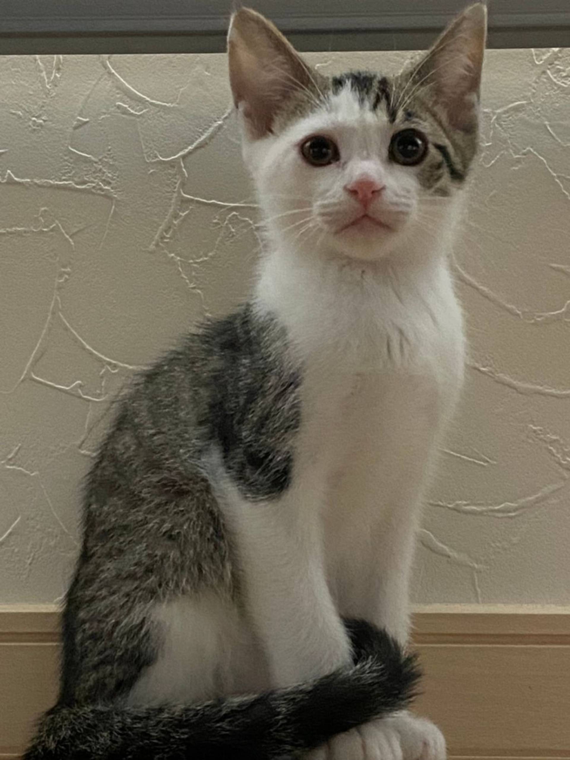 雑種（ミックス猫）・オスの里親募集の写真