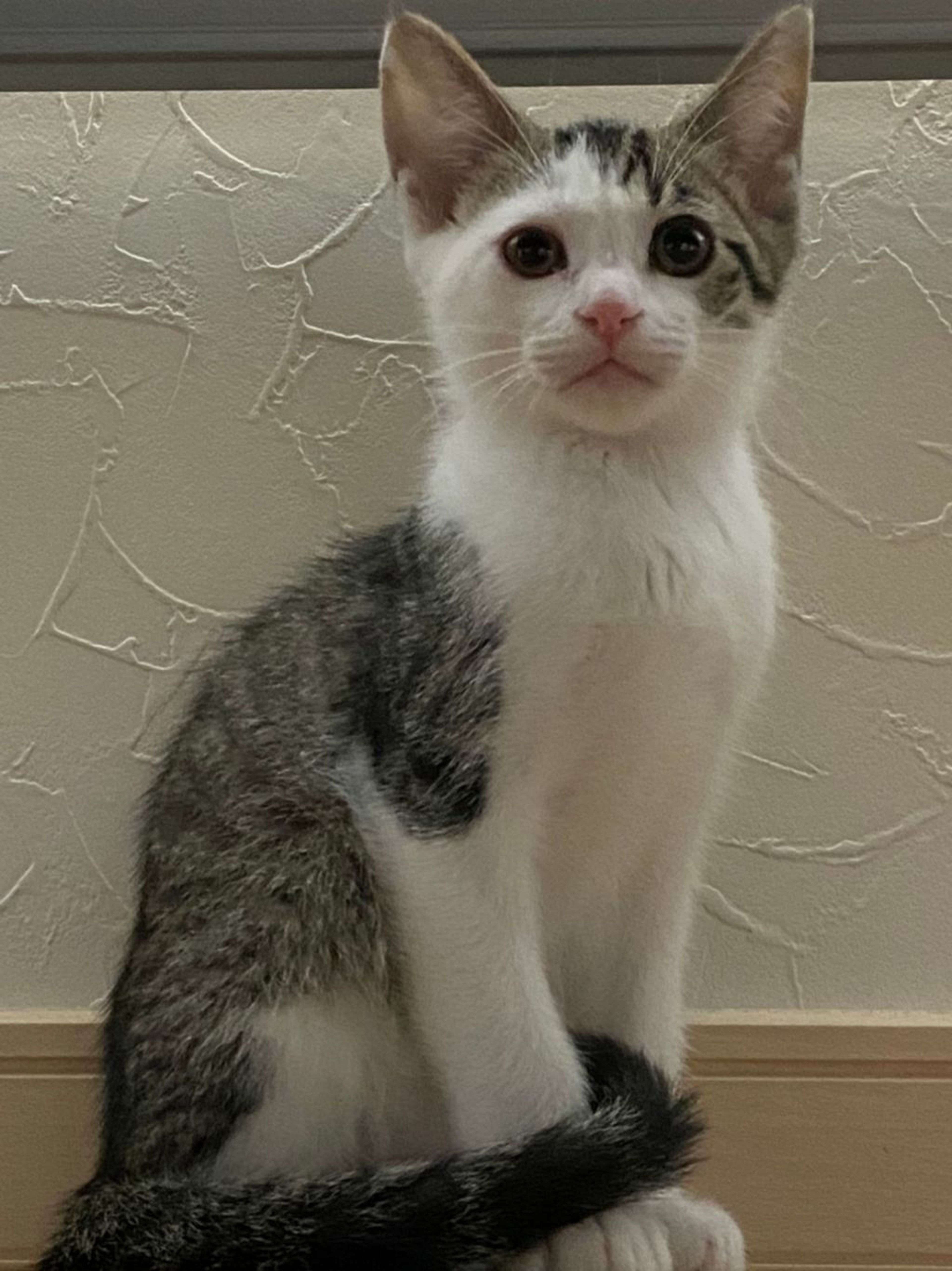 雑種（ミックス猫）・オスの里親募集の写真