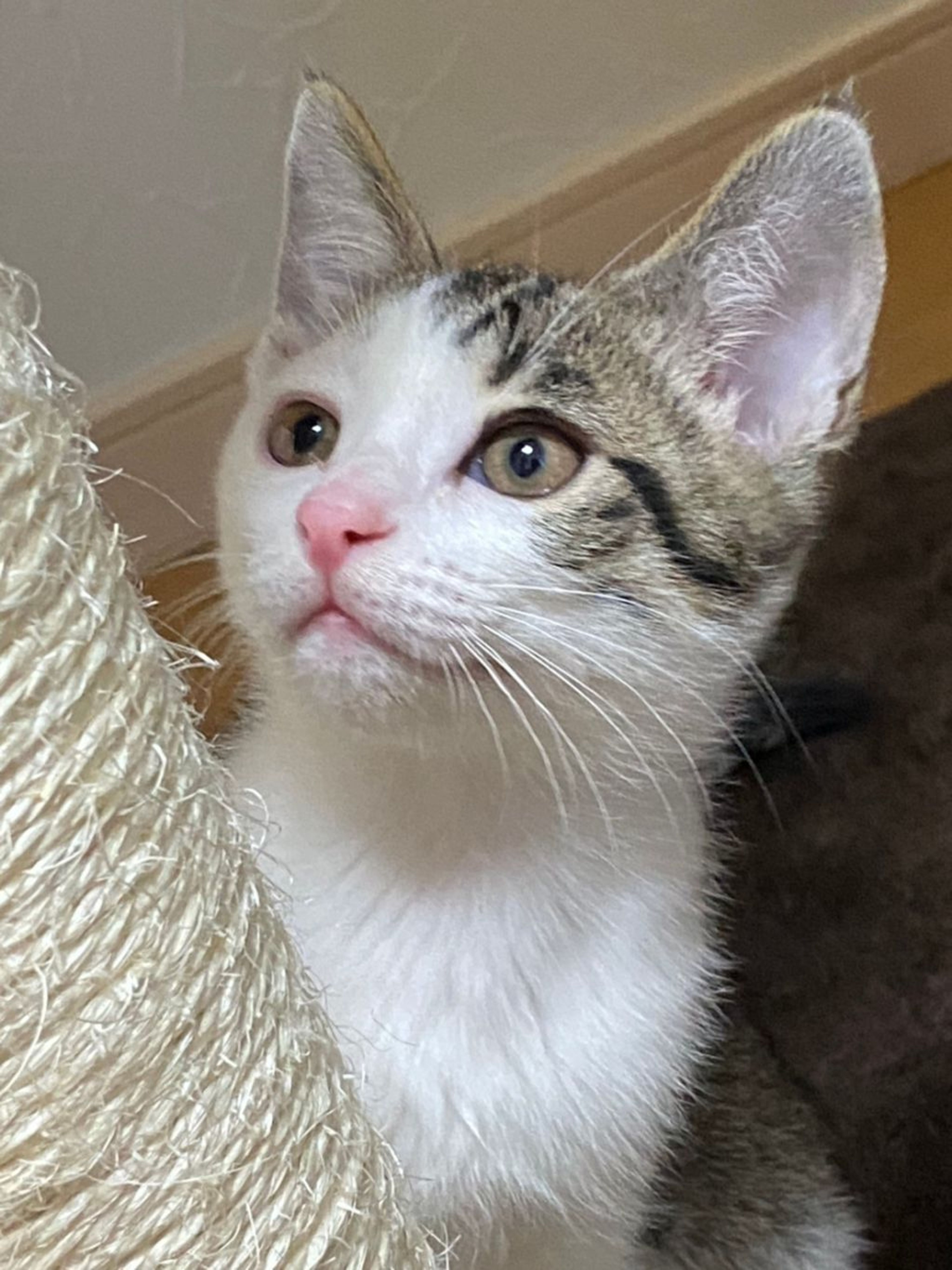 pet-image-2