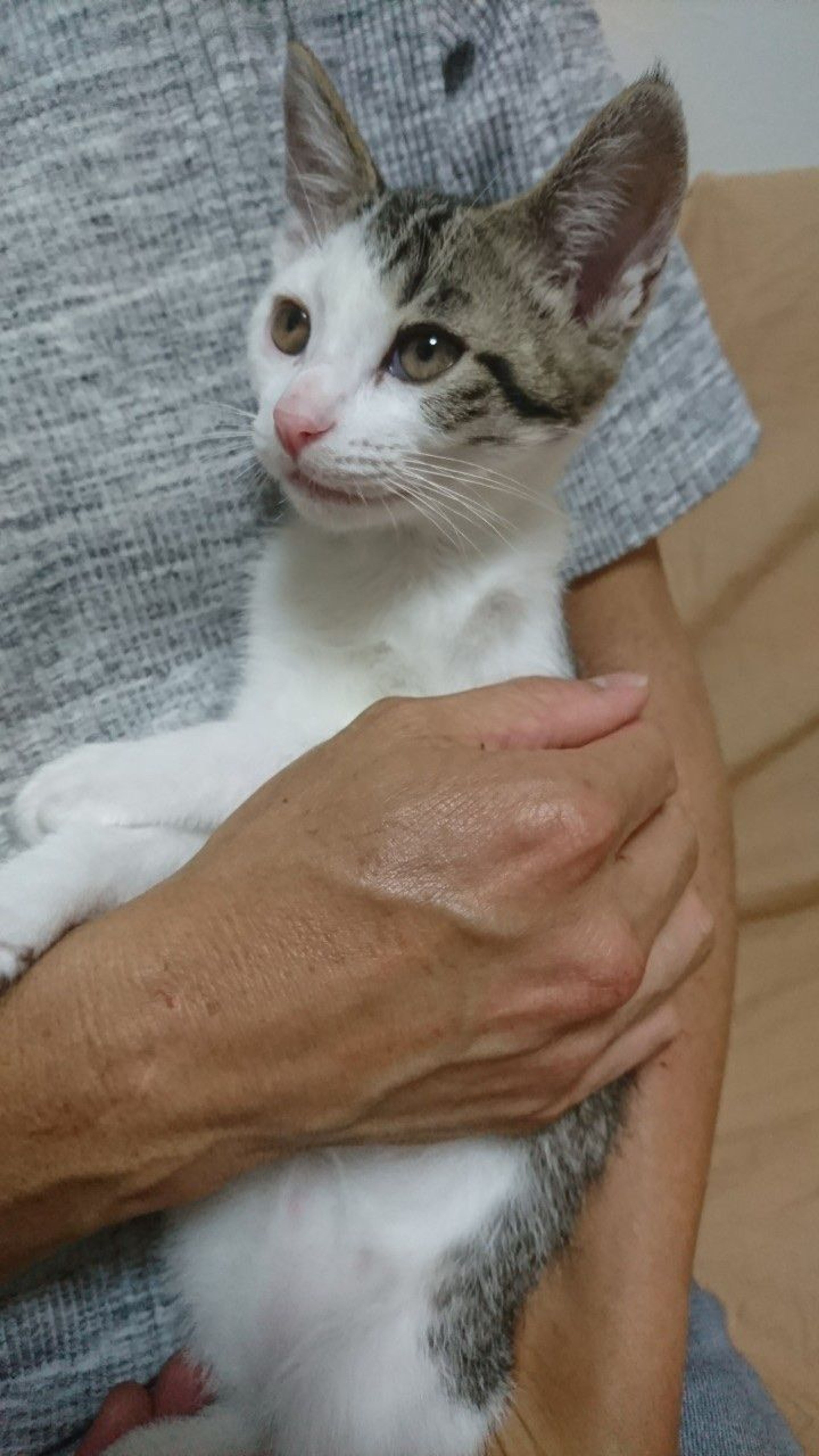 pet-image-5