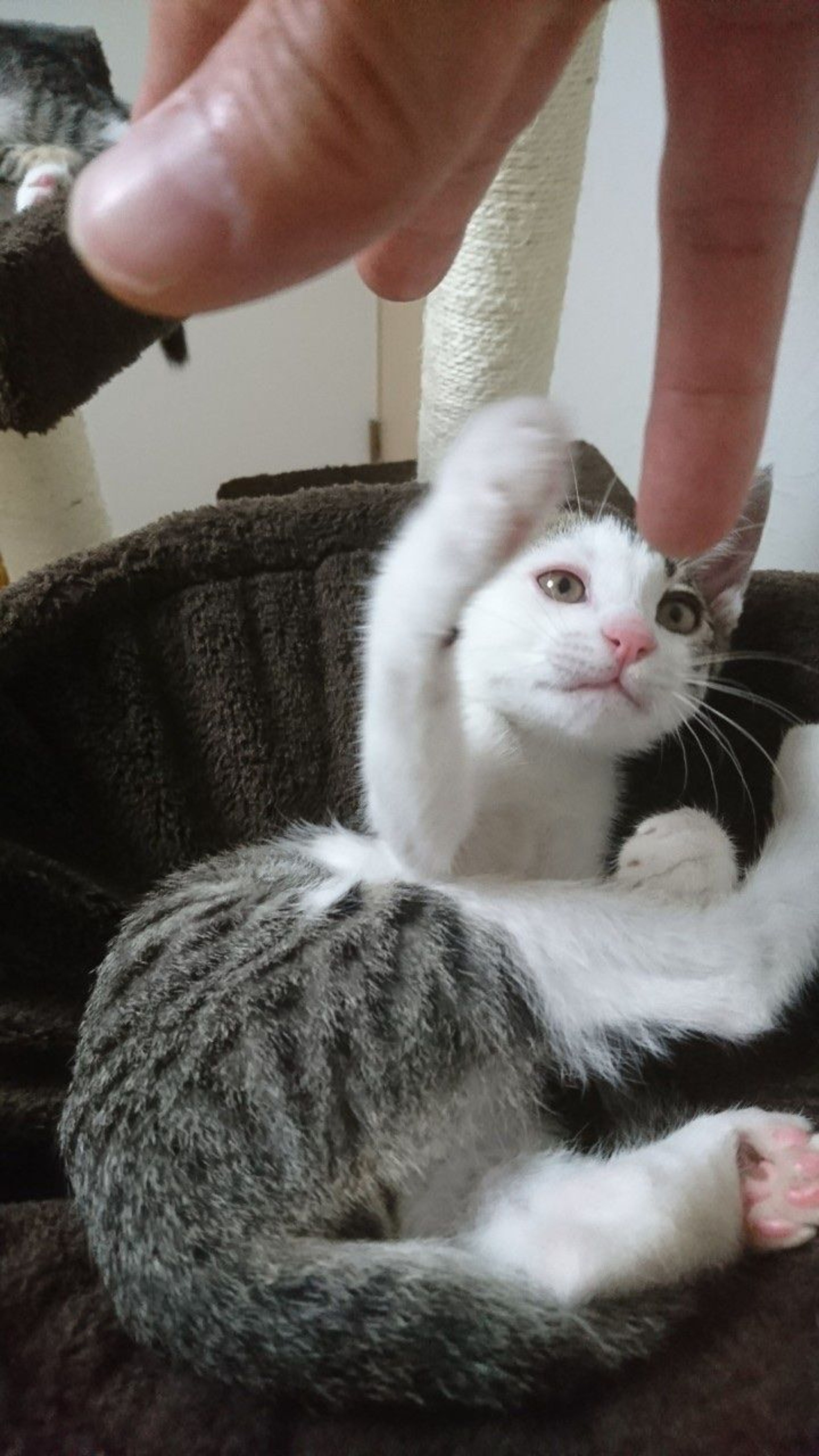 pet-image-6