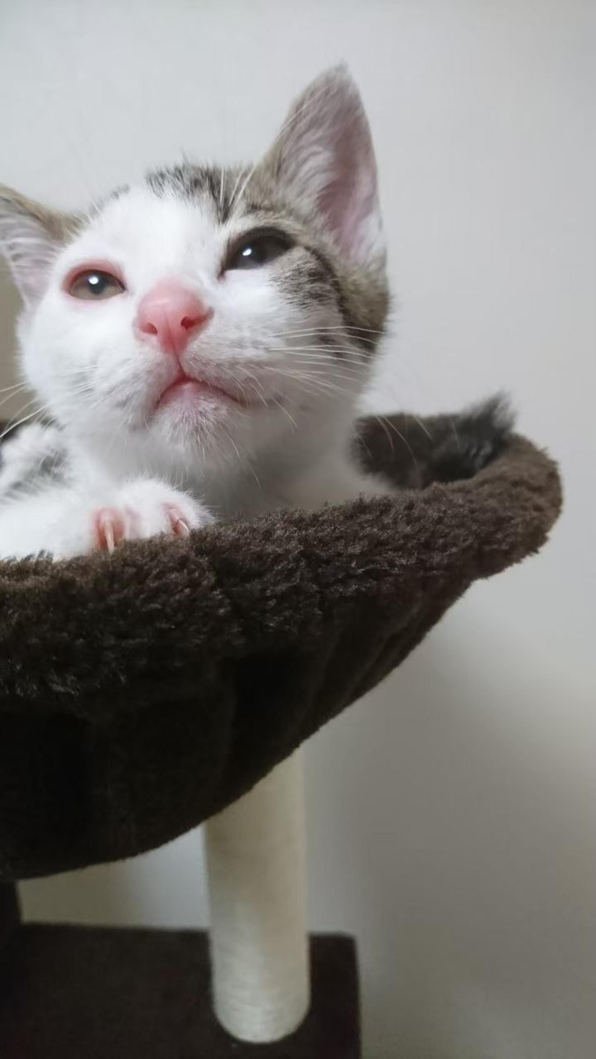 pet-image-7