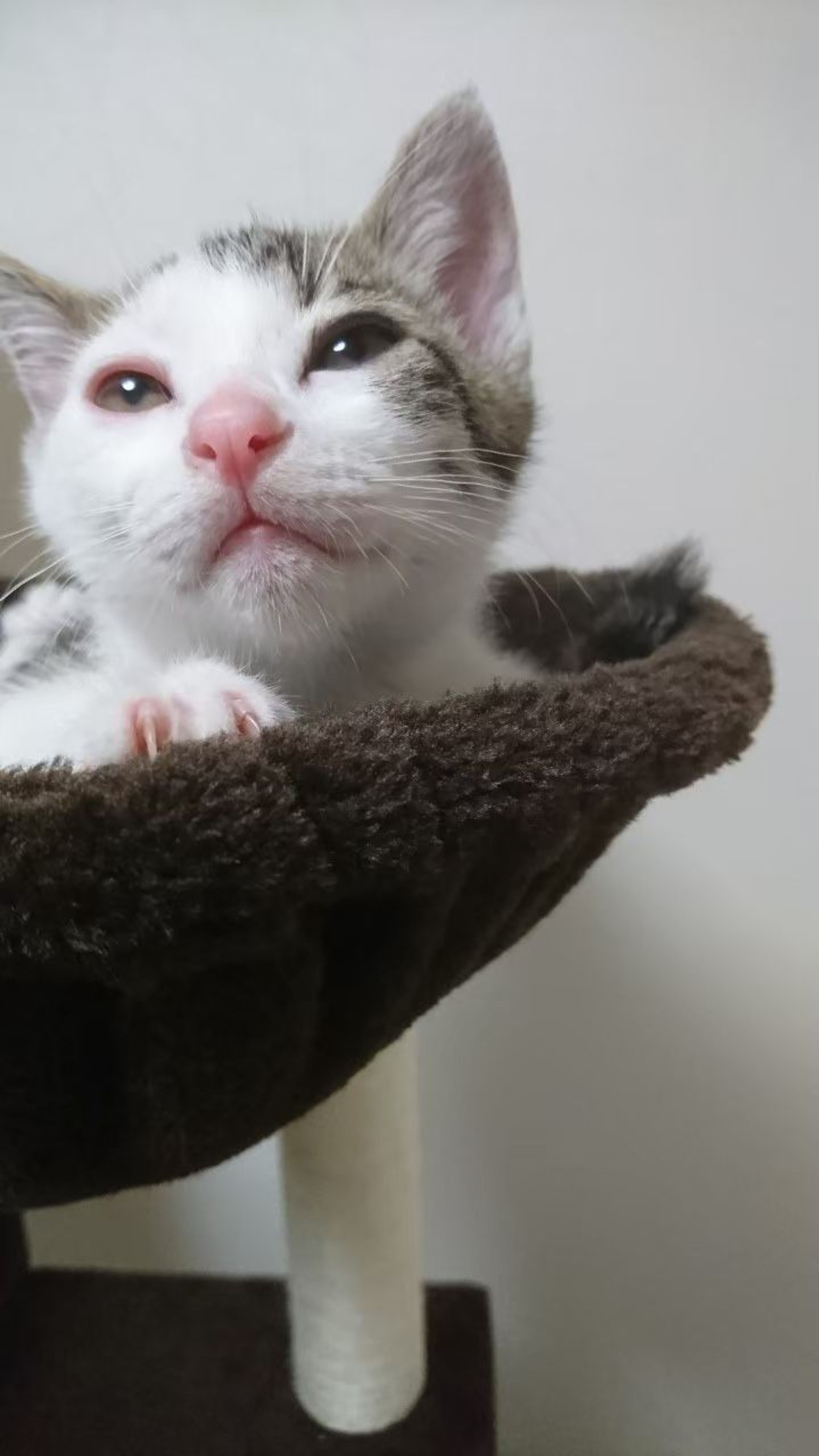 pet-image-7