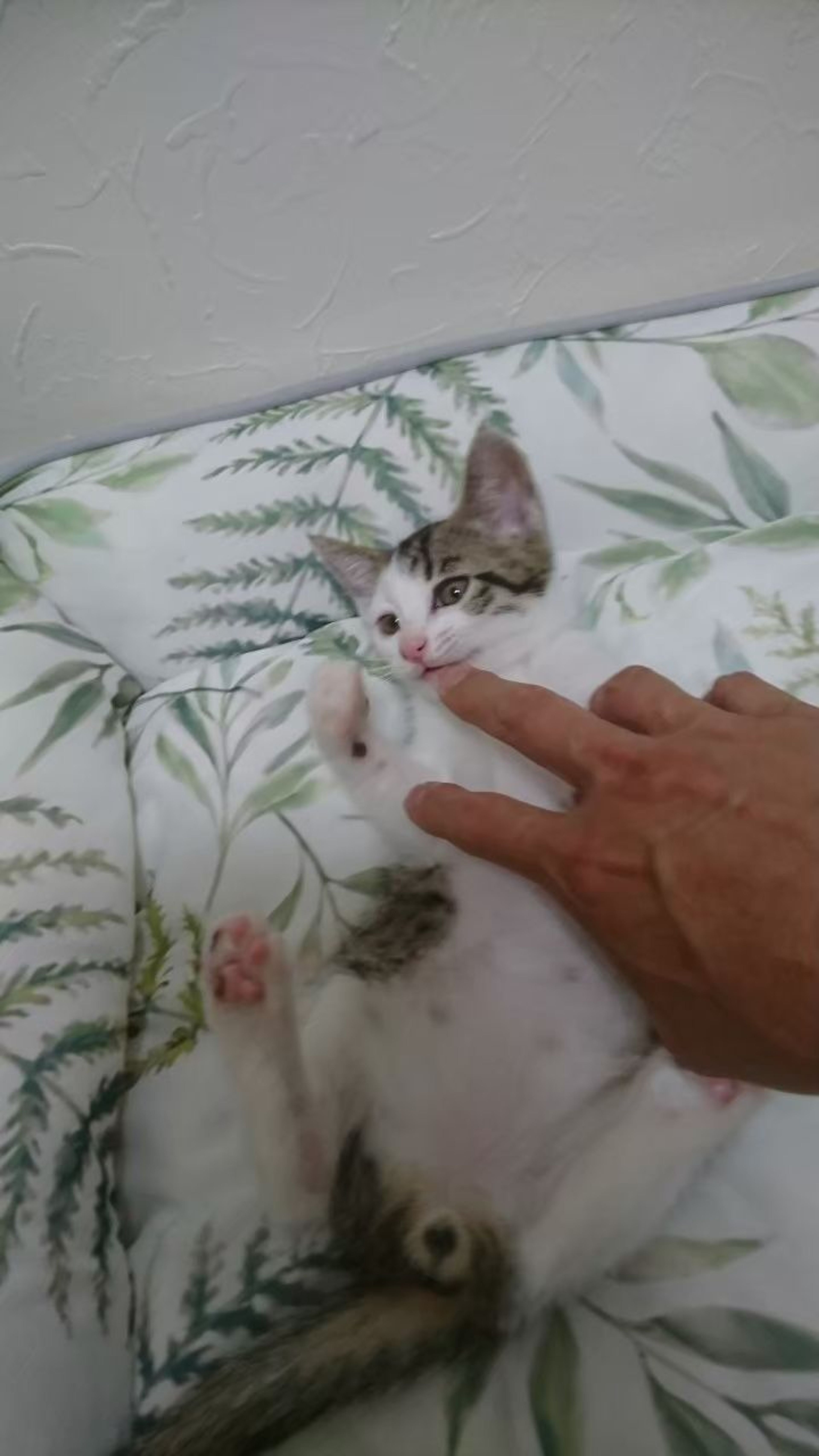 pet-image-8