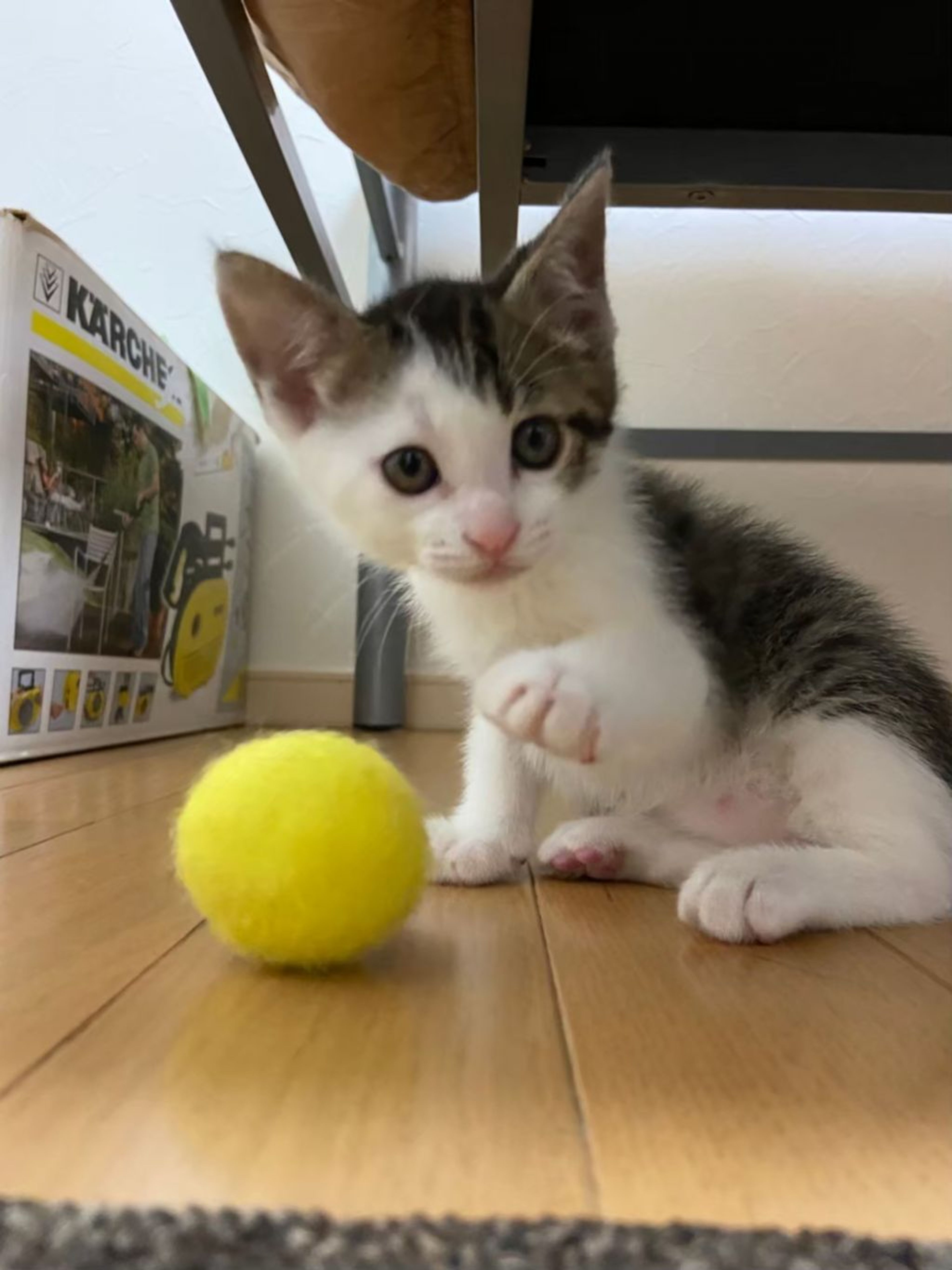 pet-image-9